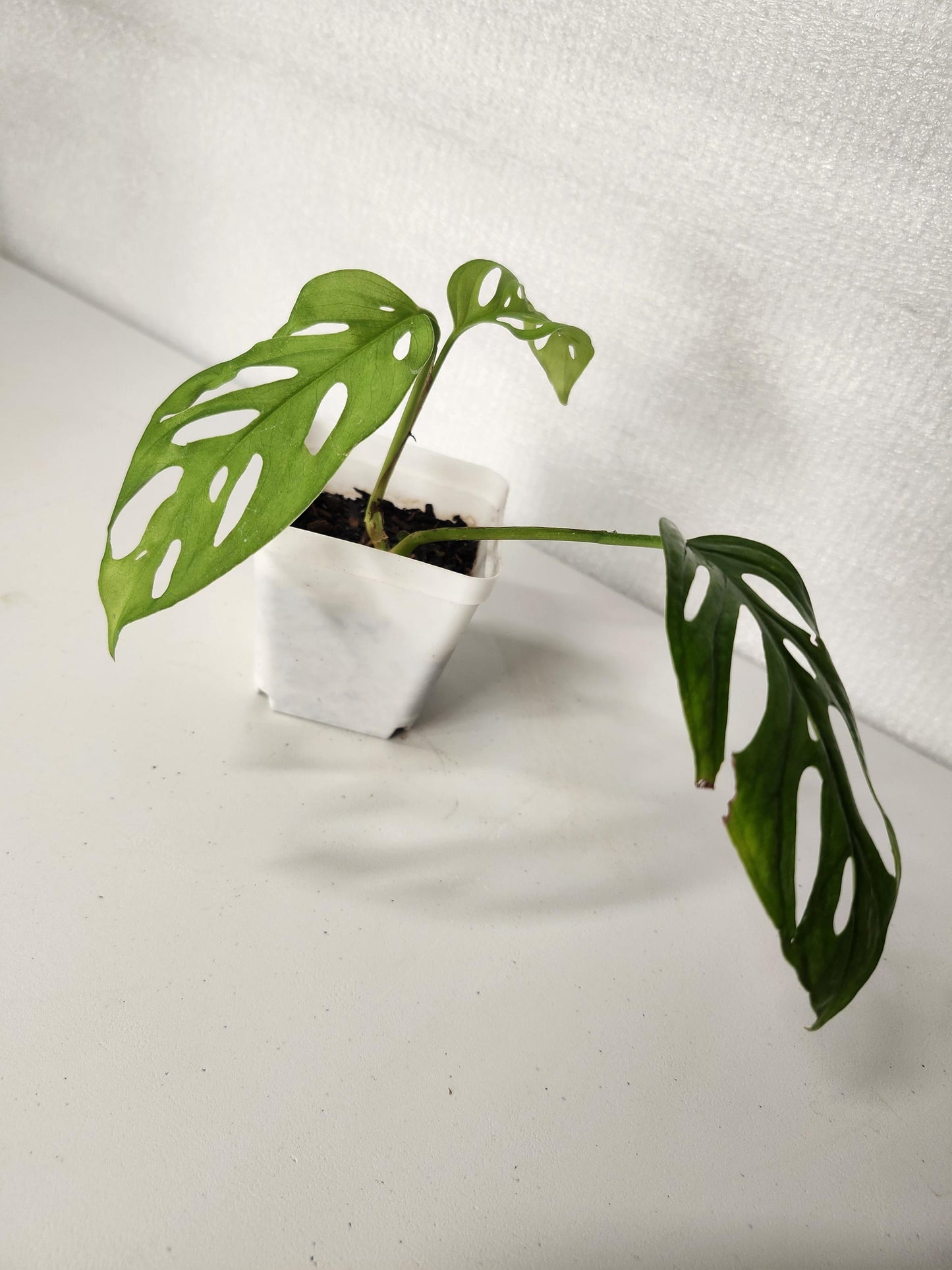 Monstera Adansonii Pequeña