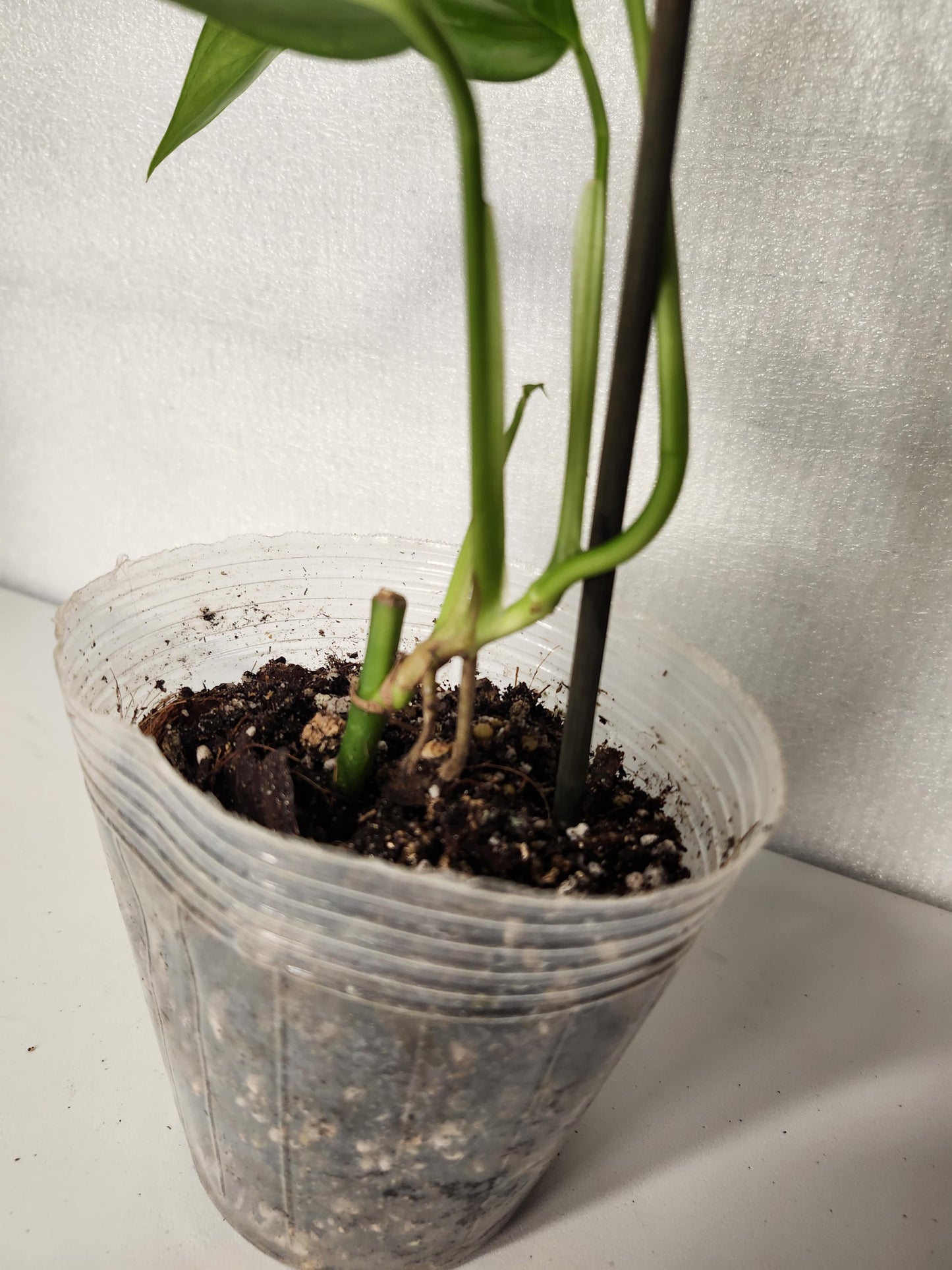 Monstera Obliqua Napo