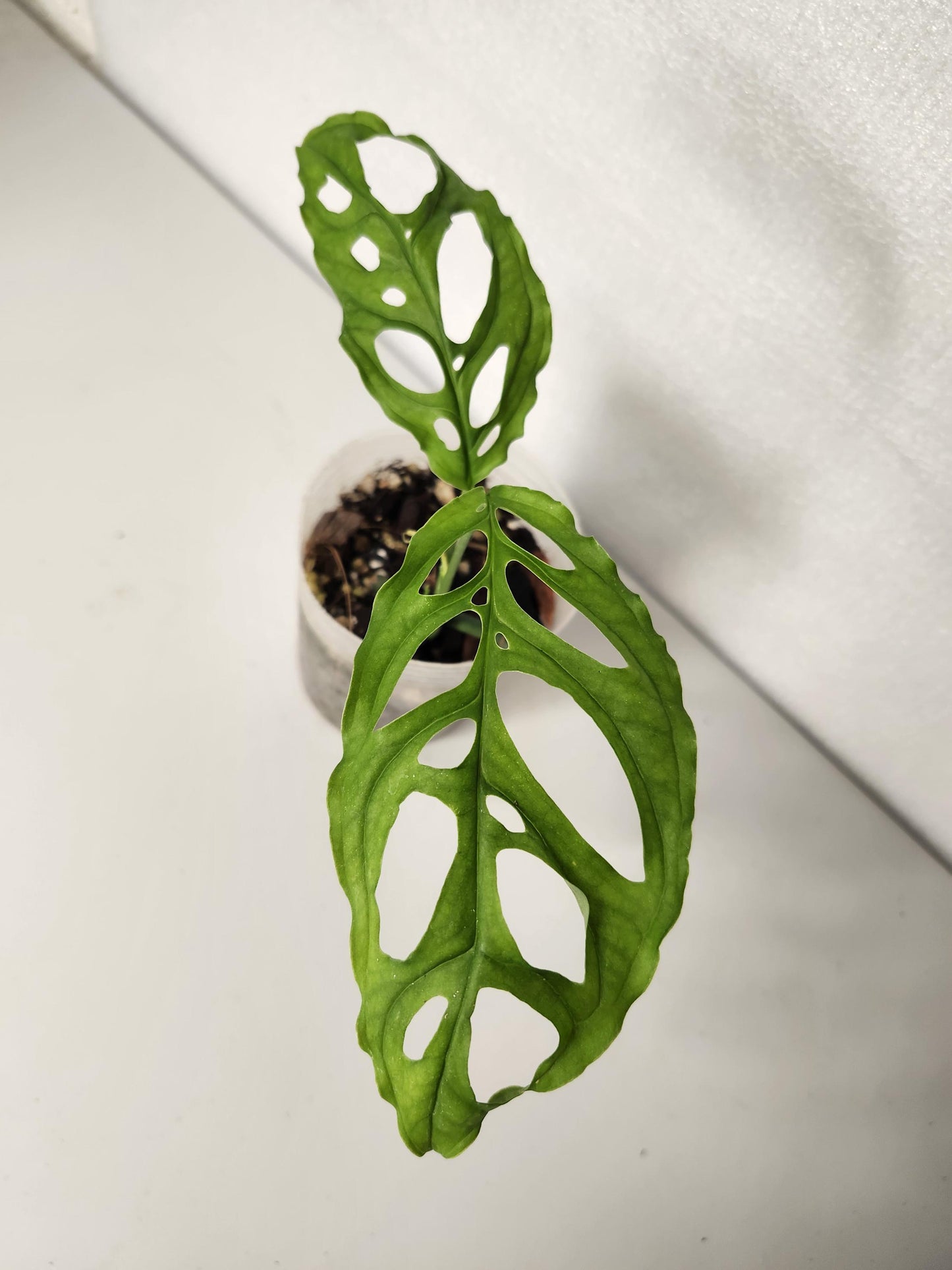 Monstera Obliqua Peru