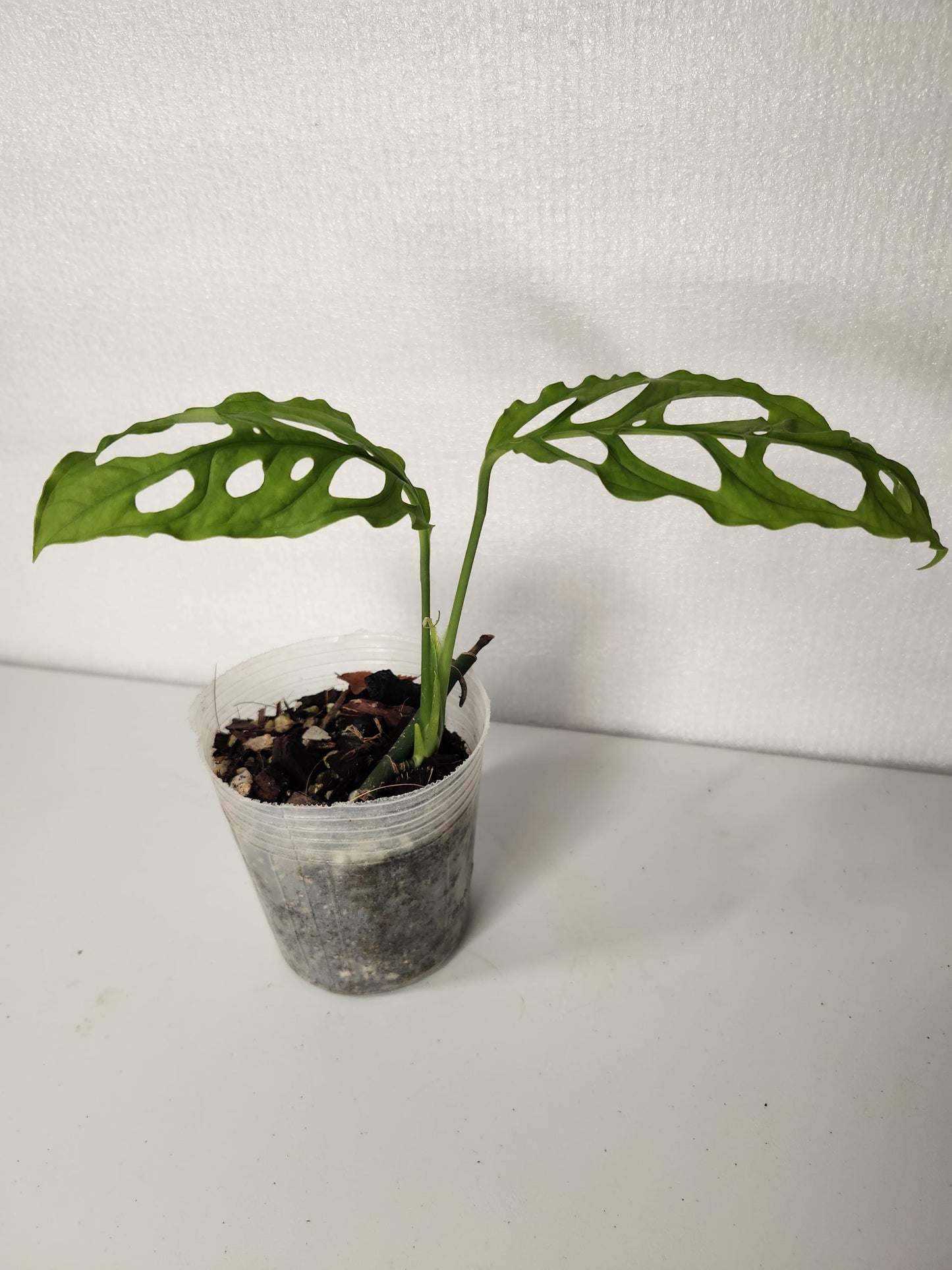 Monstera Obliqua Peru
