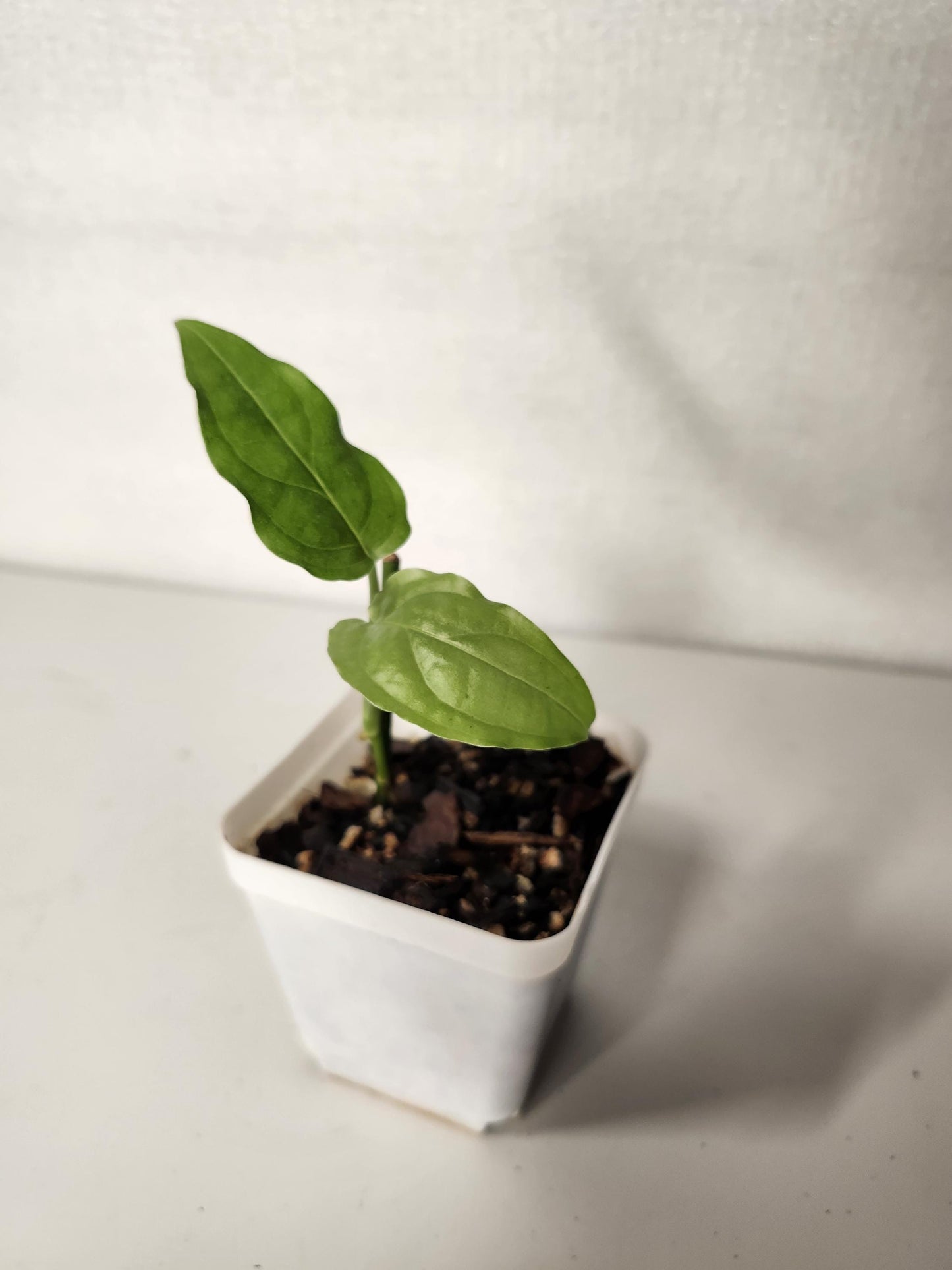 Monstera Obliqua Amazonas