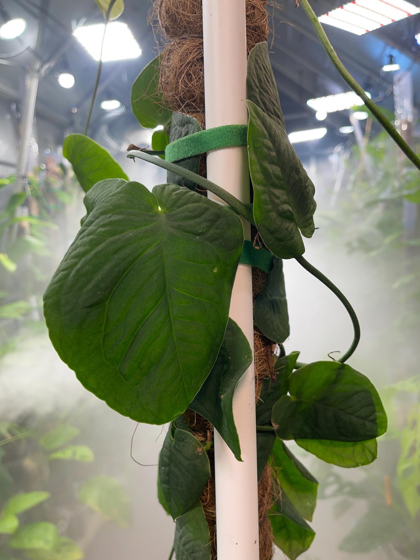 Monstera cf Tuberculata "Velvet Shingle" - 3 leaf with 3 nodes cuttings in moss.