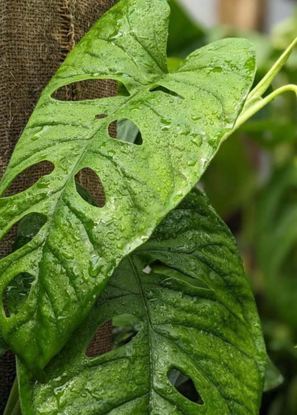 Monstera Membranacea