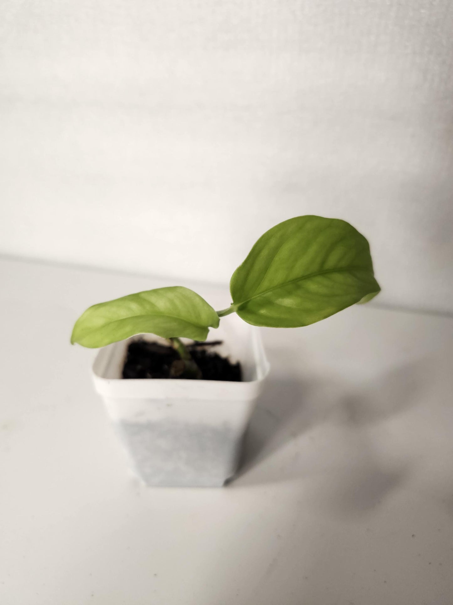 Monstera Gracilis