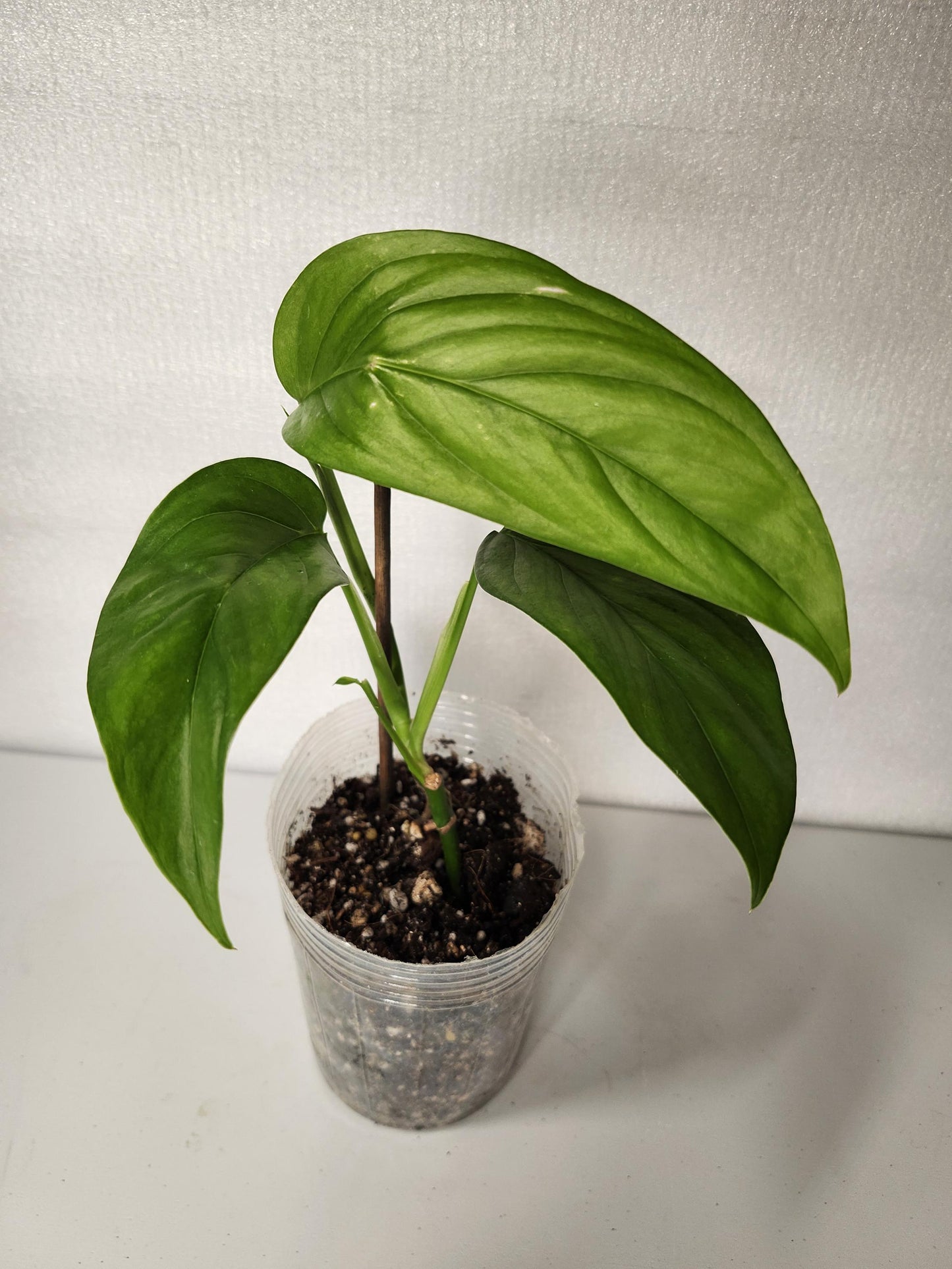 Monstera Obliqua Napo