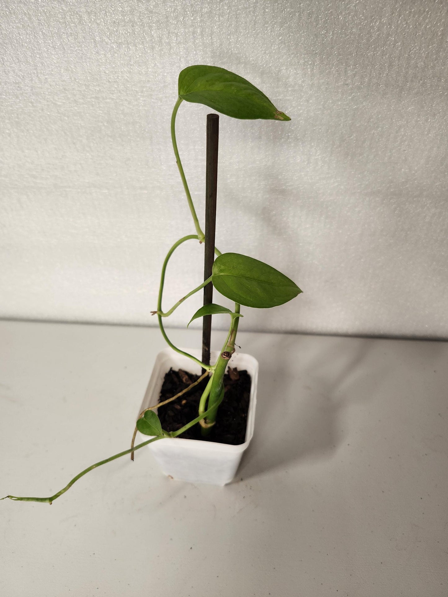 Monstera Obliqua Slovakian University