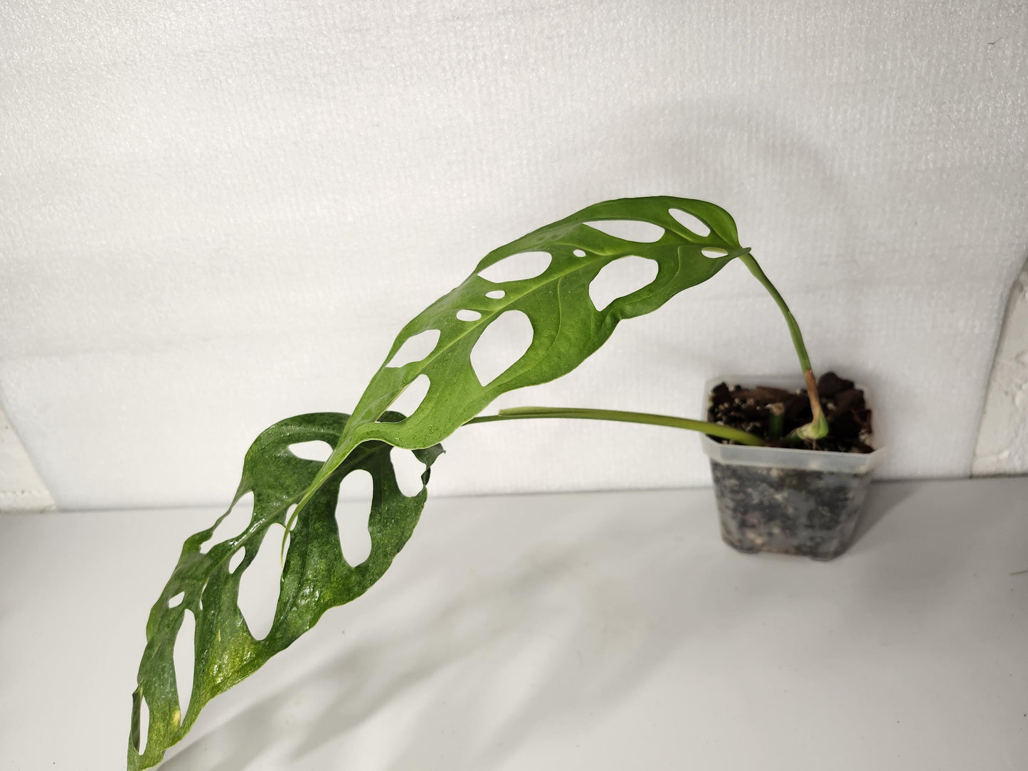 Monstera Adansonii Longifolia Ecuador