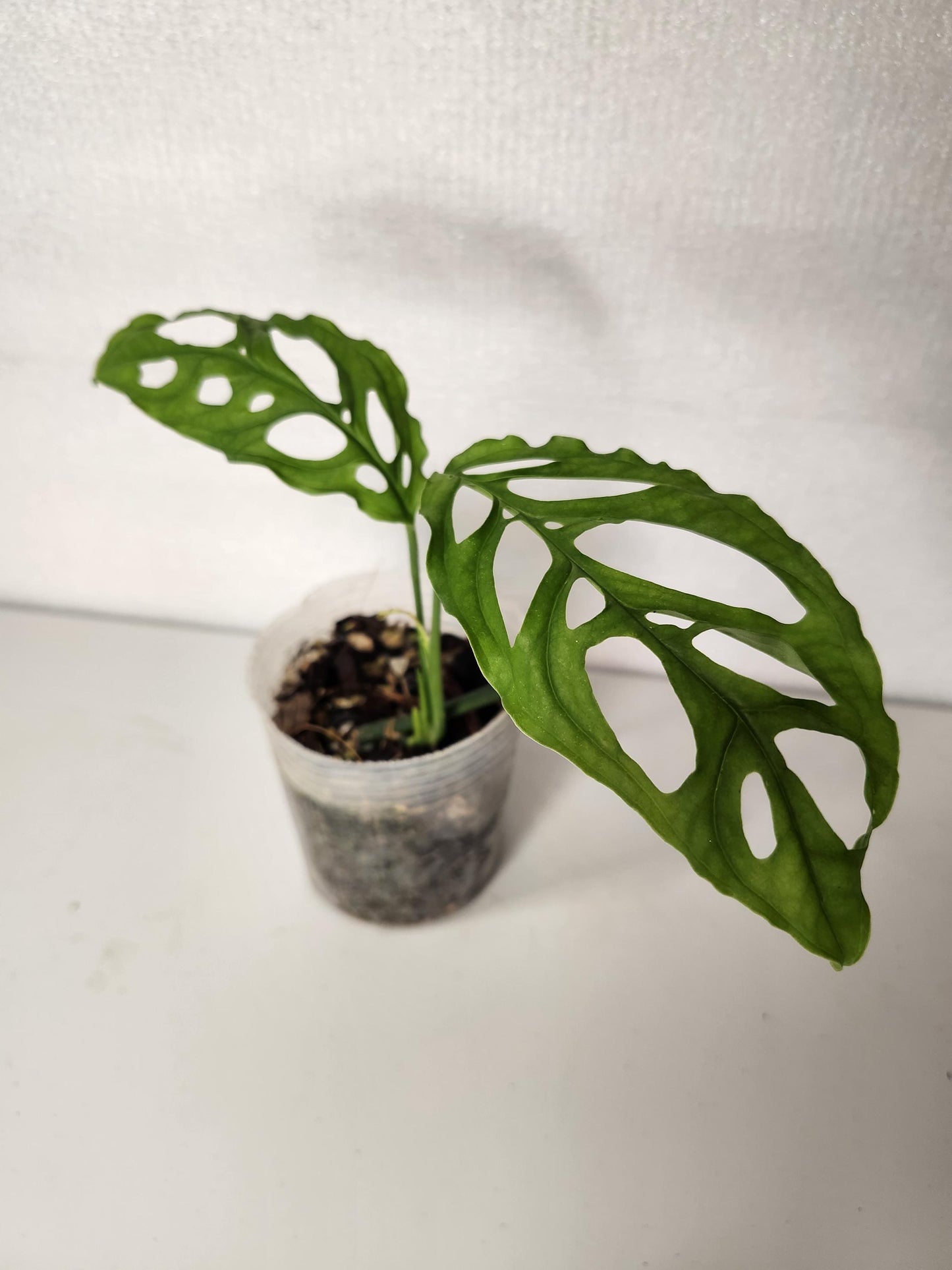 Monstera Obliqua Peru