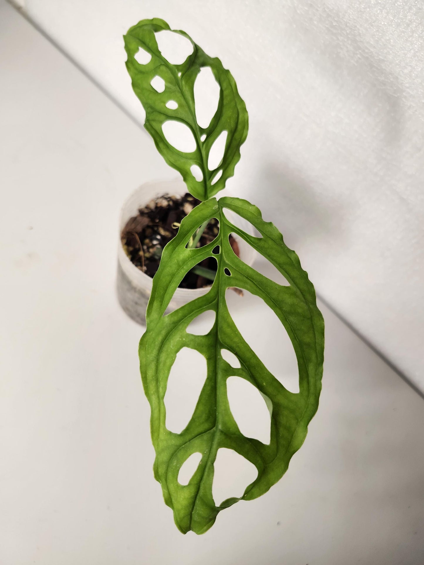 Monstera Obliqua Peru