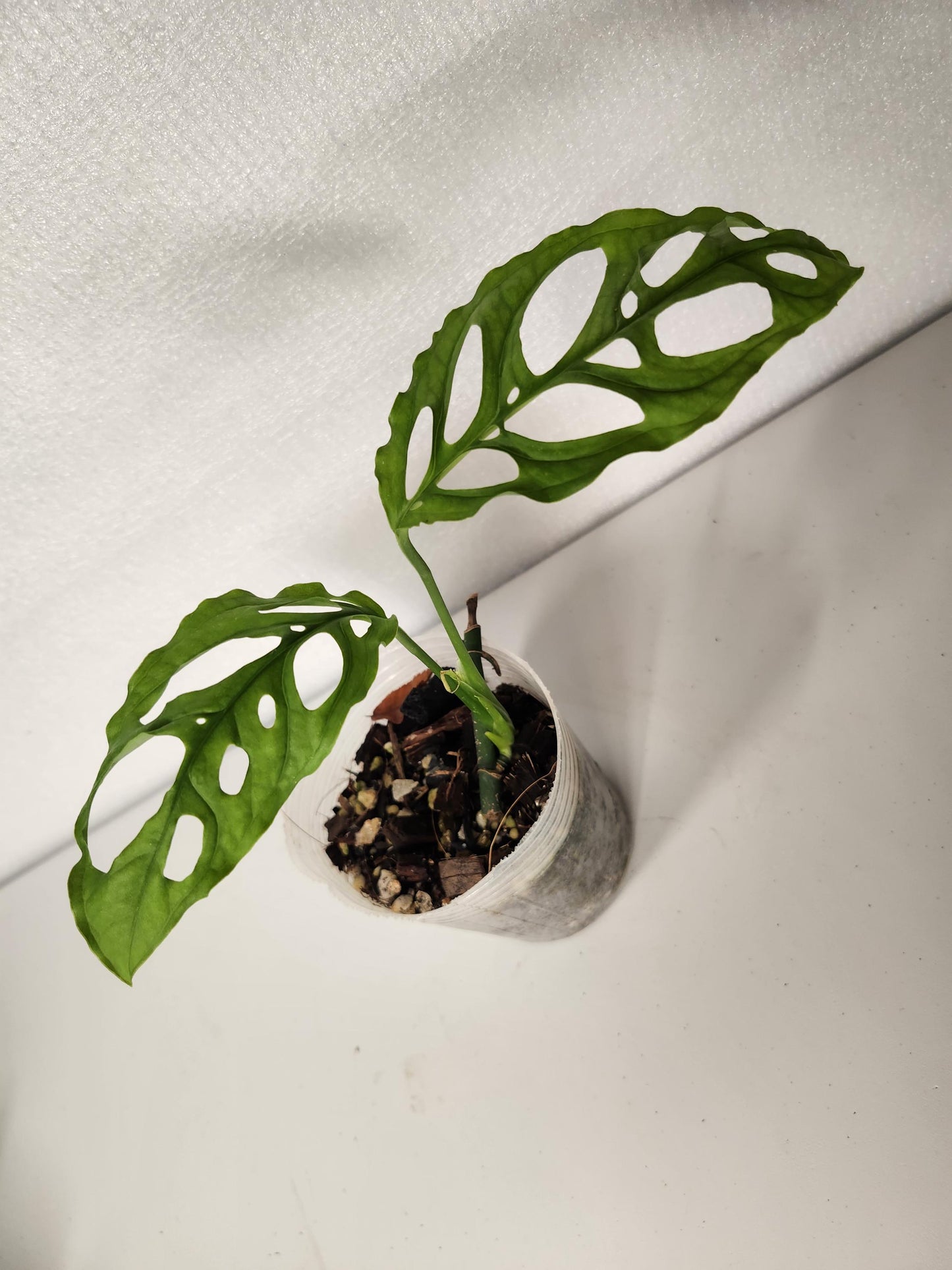 Monstera Obliqua Peru