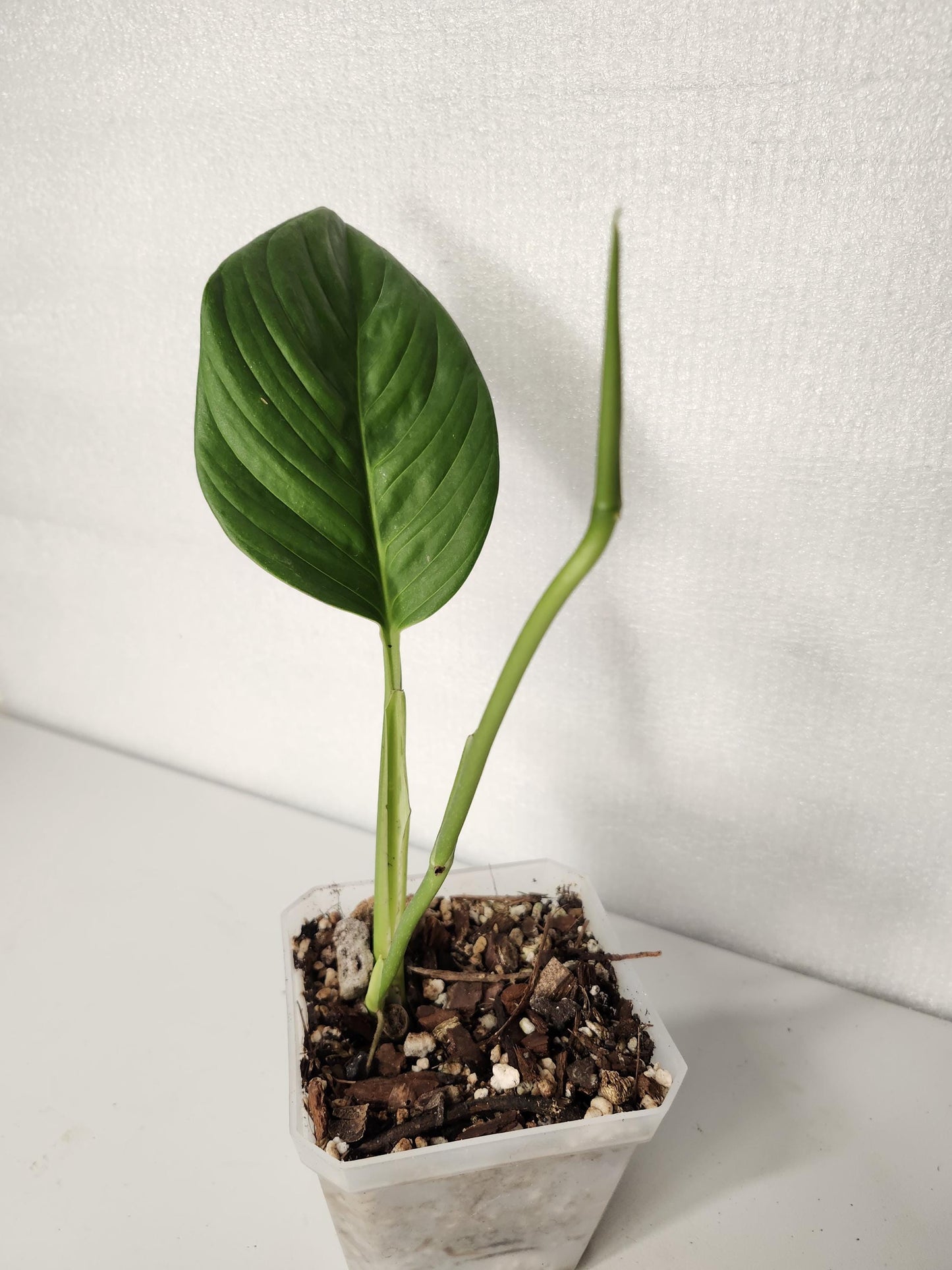 Monstera Radican