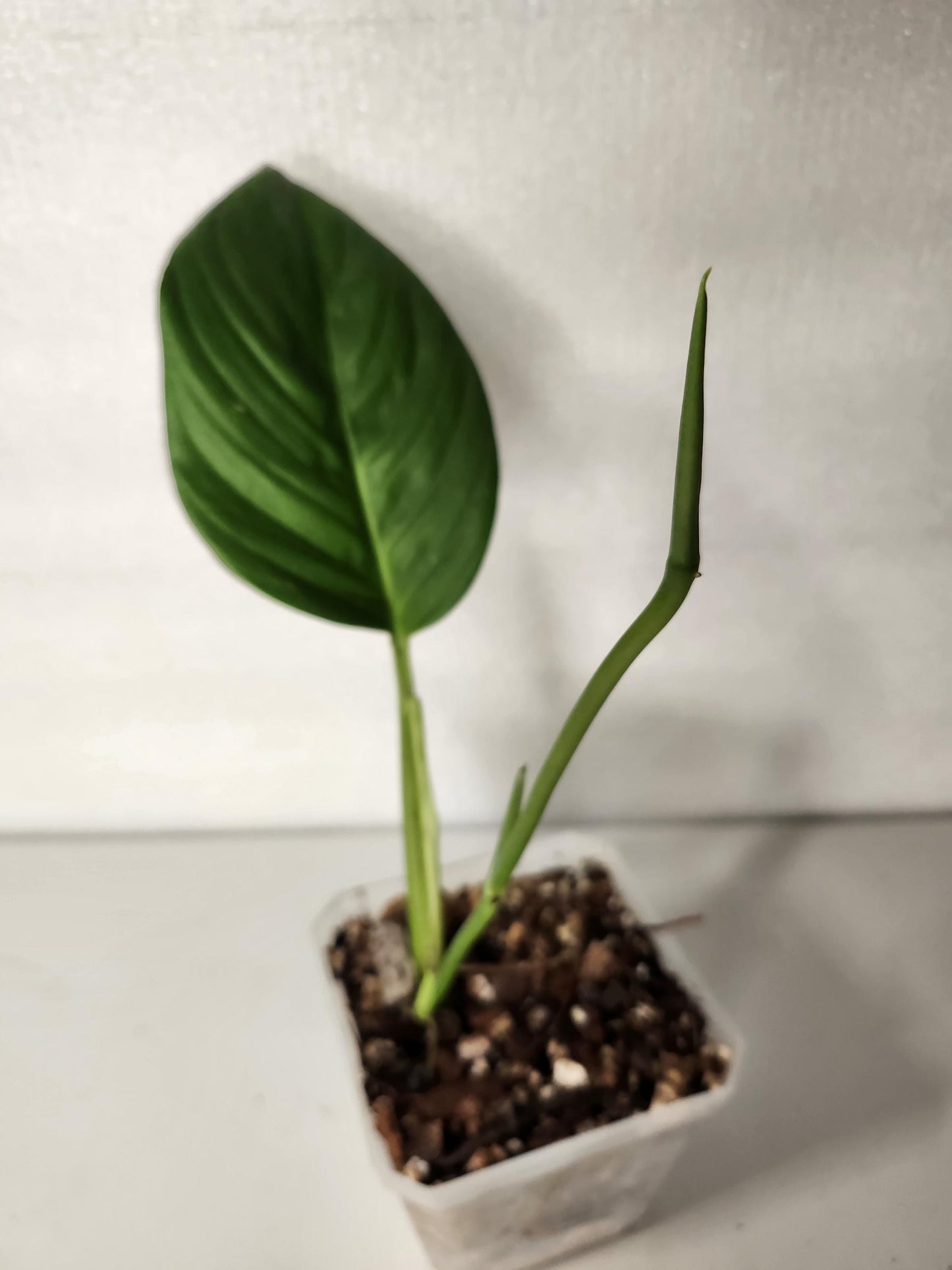 Monstera Radican