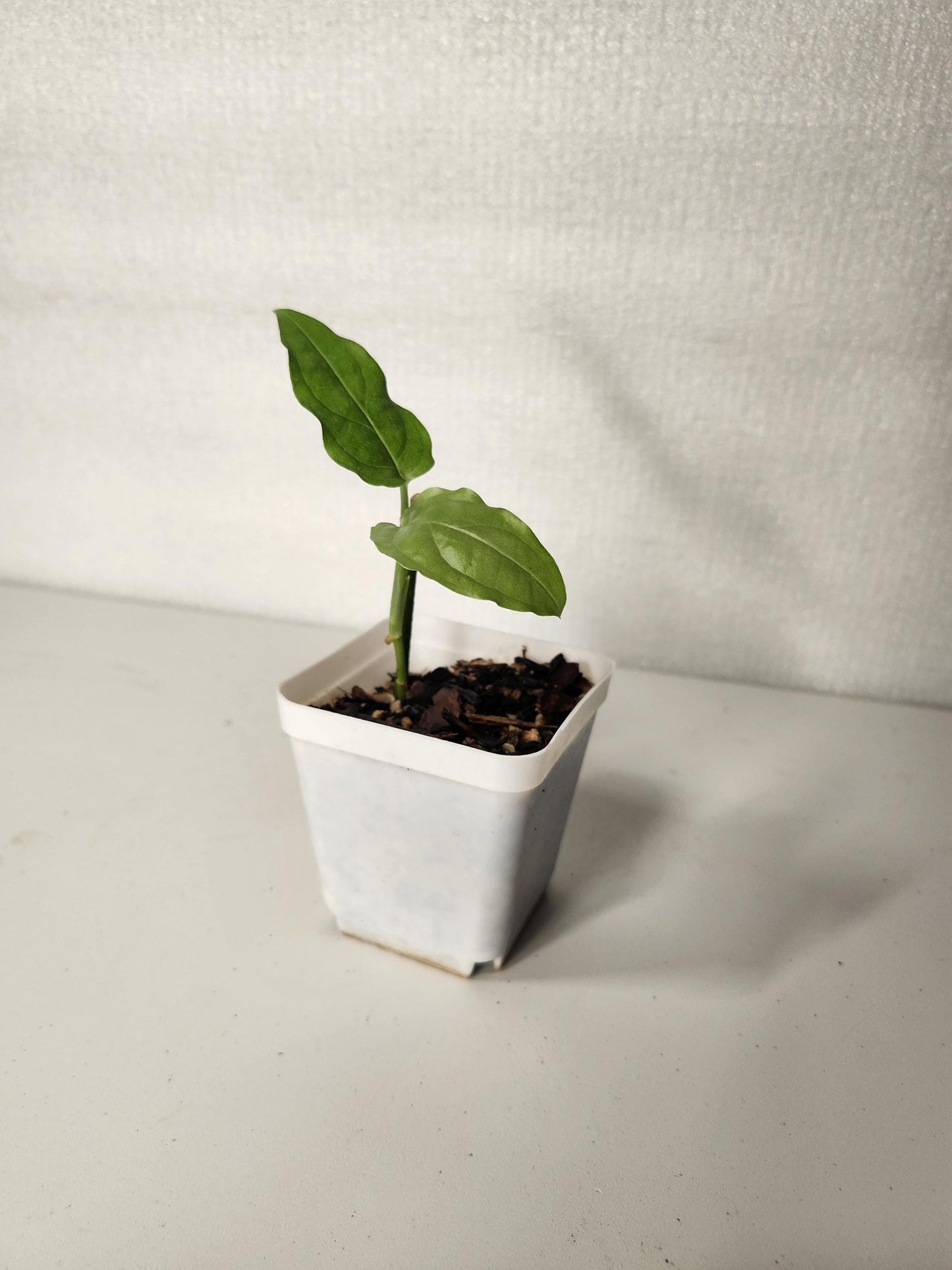 Monstera Obliqua Amazonas