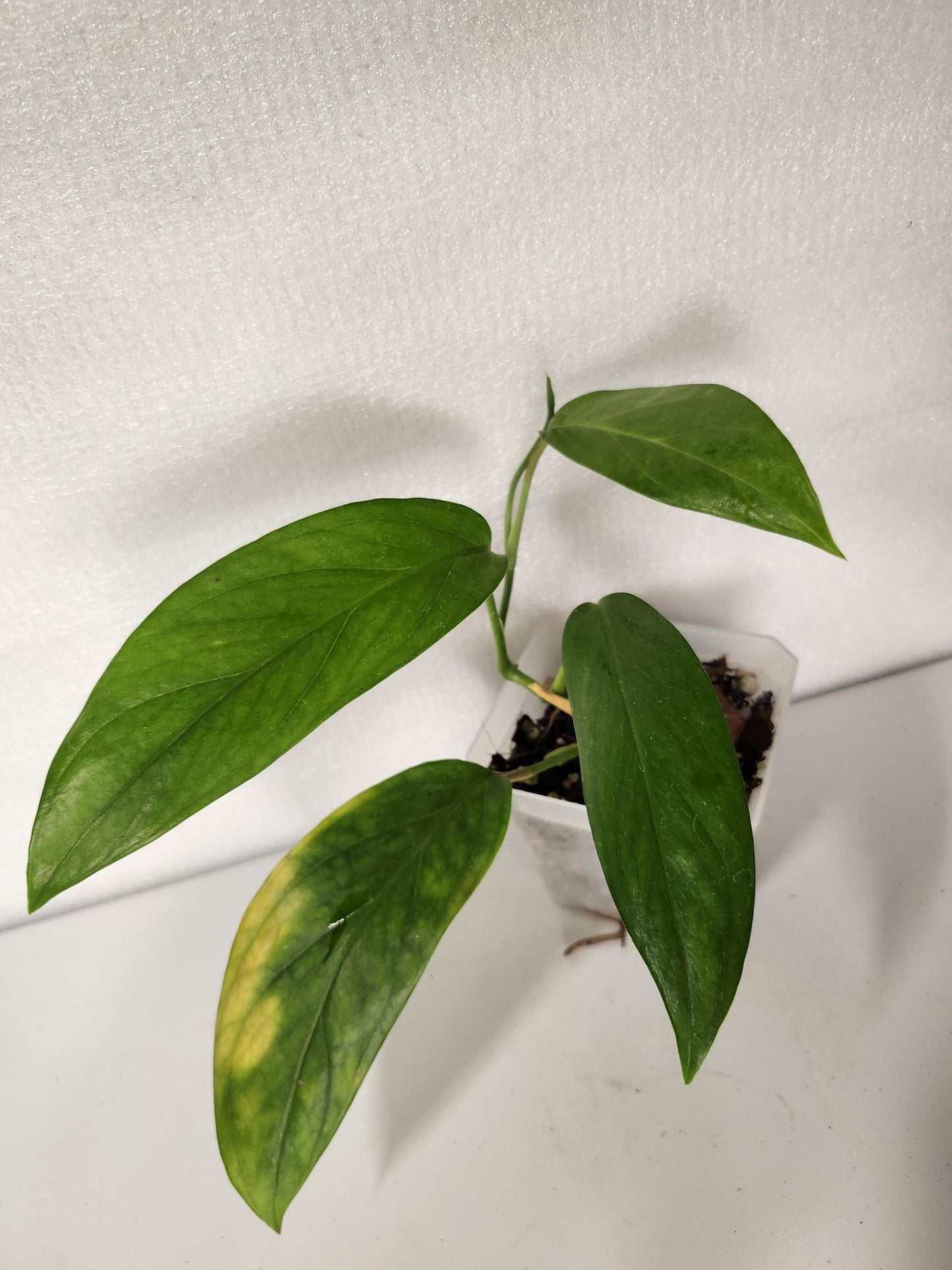 Monstera Glaucescens