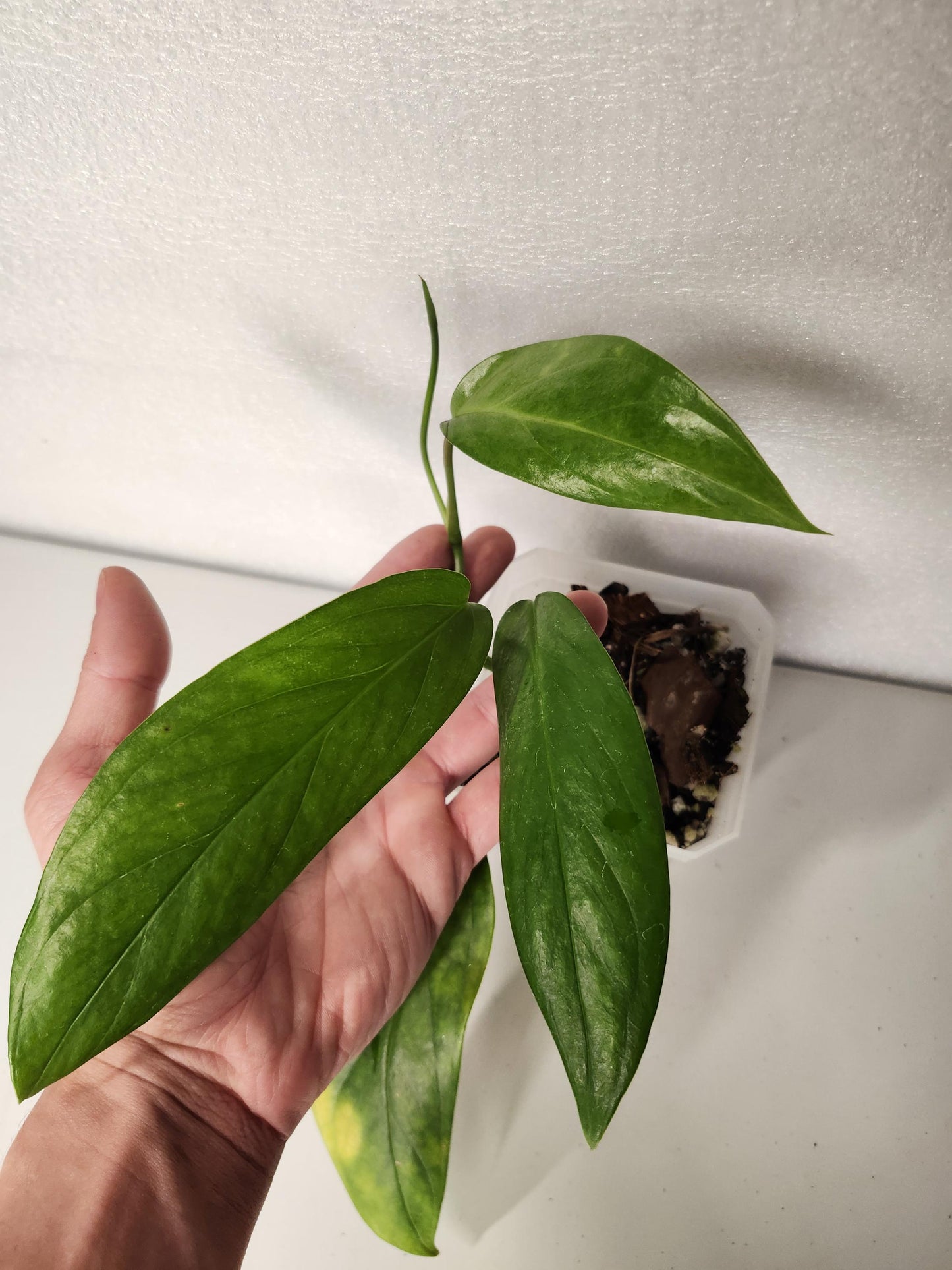 Monstera Glaucescens