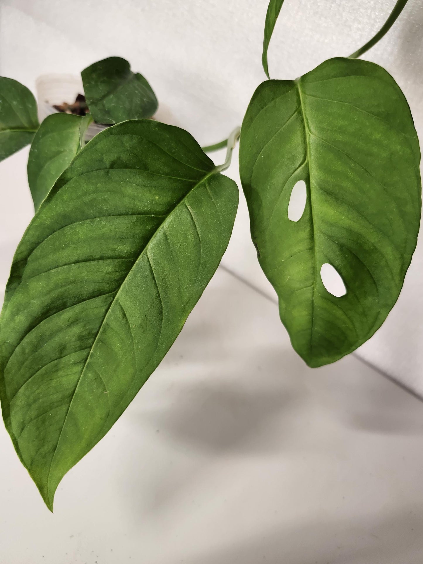Monstera Sp Paradiso Costa Rica