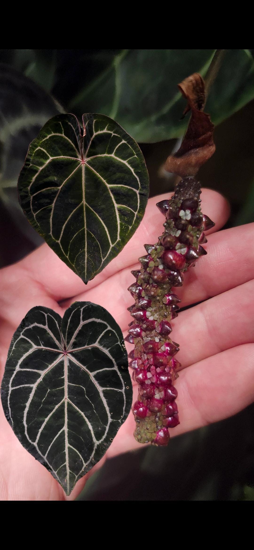 anthurium cdark red Anthurium (Dark Ace of Spades x Wonderboy) x (Red Crystallinum x Dark – PileOPlants