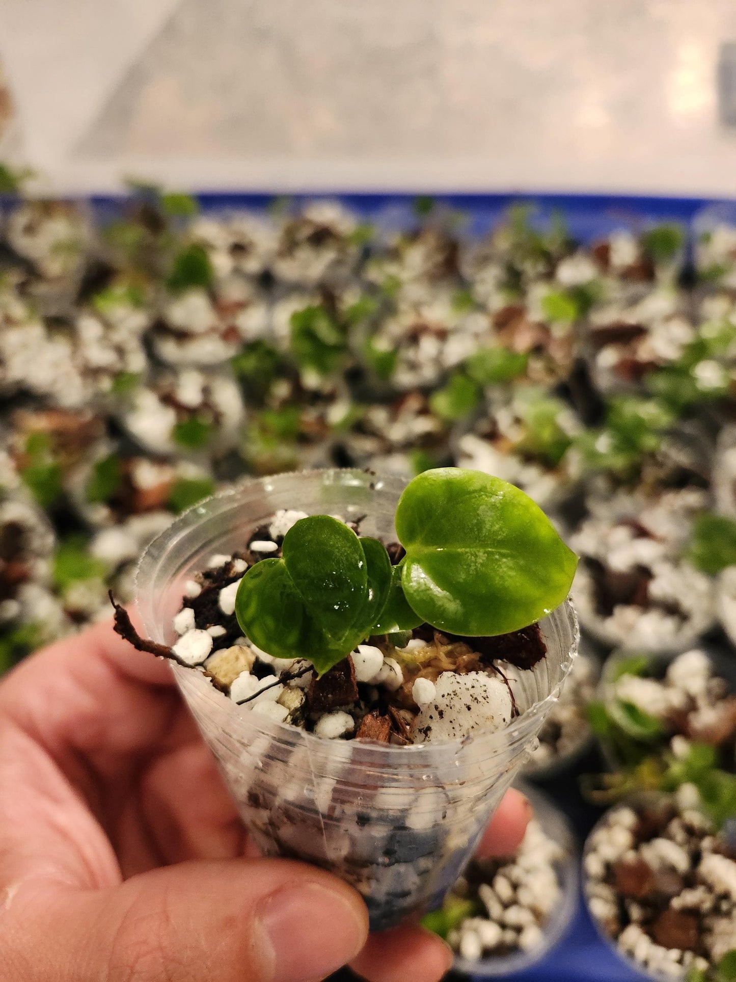 Anthurium (Dark Ace of Spades x Wonderboy) x (Red Crystallinum x Dark Mag) (New release)