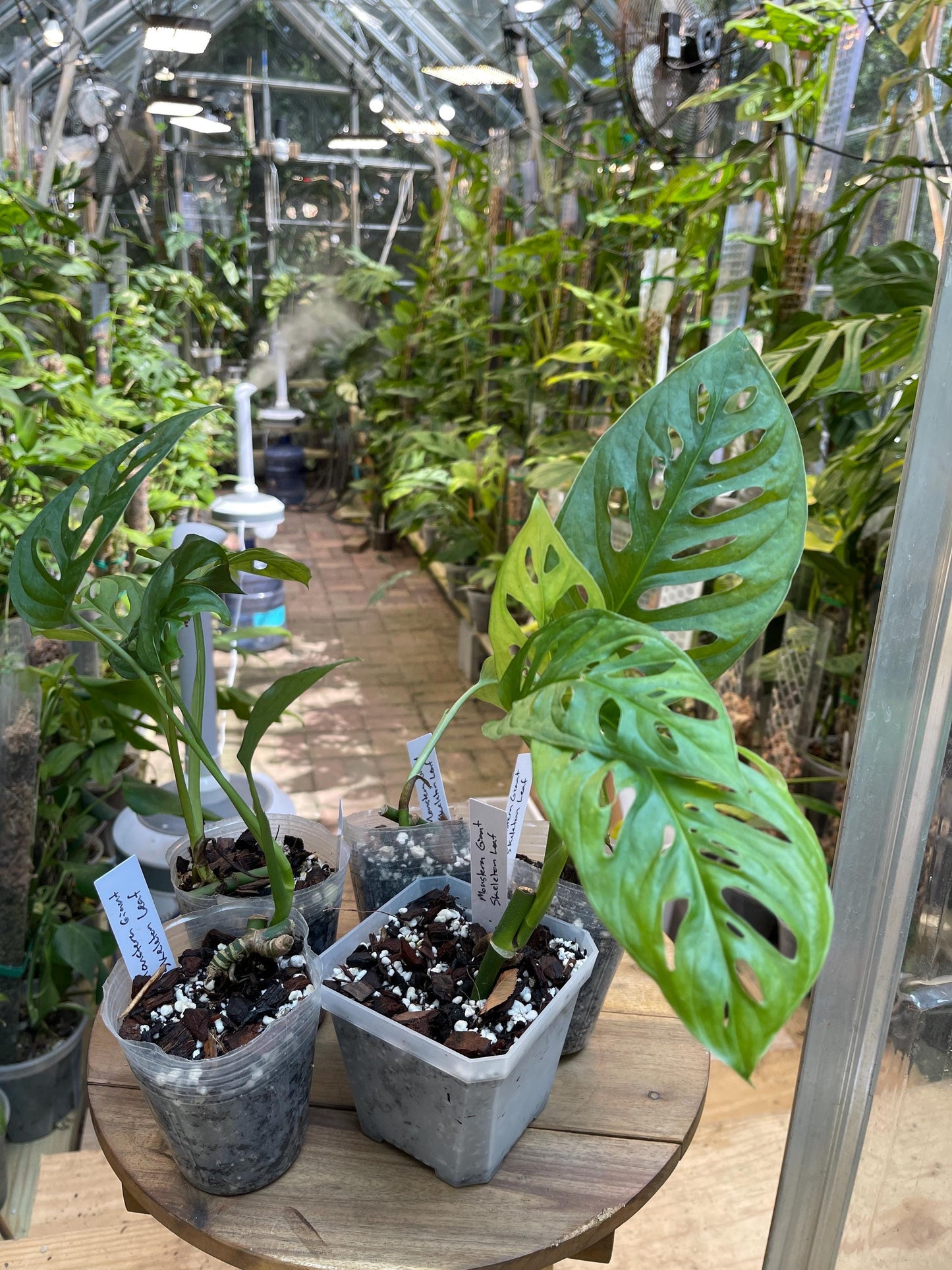 Monstera “Giant Skeleton Leaf” NoID