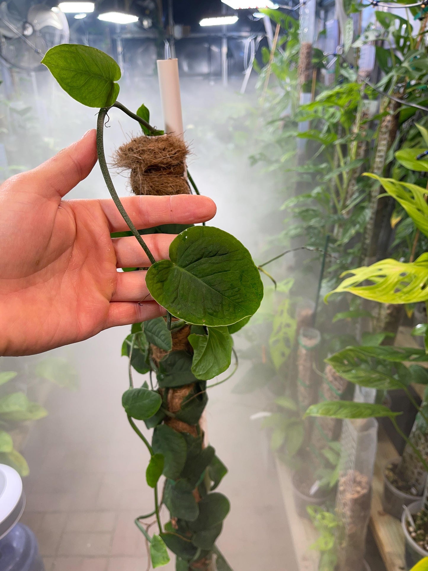 Monstera cf Tuberculata "Velvet Shingle" - 3 leaf with 3 nodes cuttings in moss.