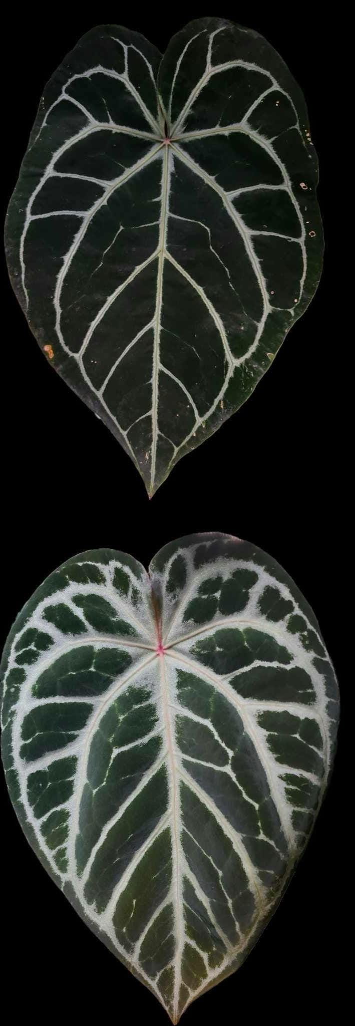 Anthurium (SKG Grey x Red Crystallinum) x (RC x Dark Magnificum)