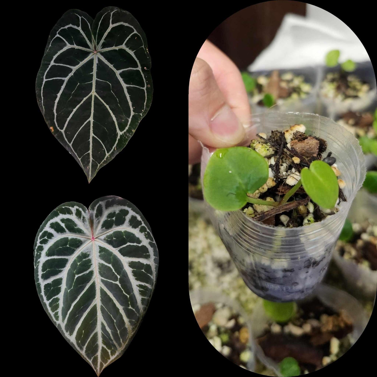 Anthurium (SKG Grey x Red Crystallinum) x (RC x Dark Magnificum)