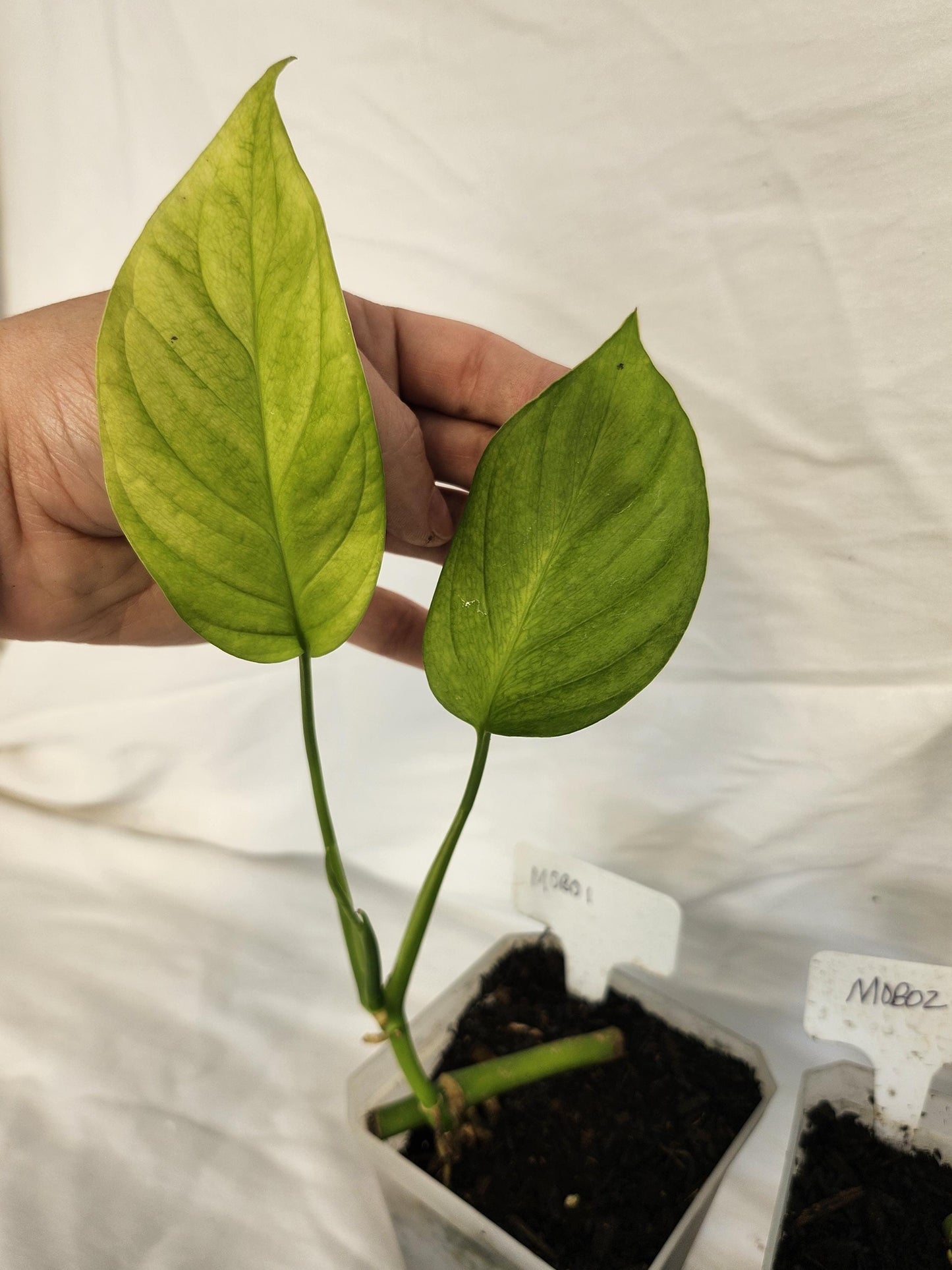 Monstera Obliqua Bomboiza