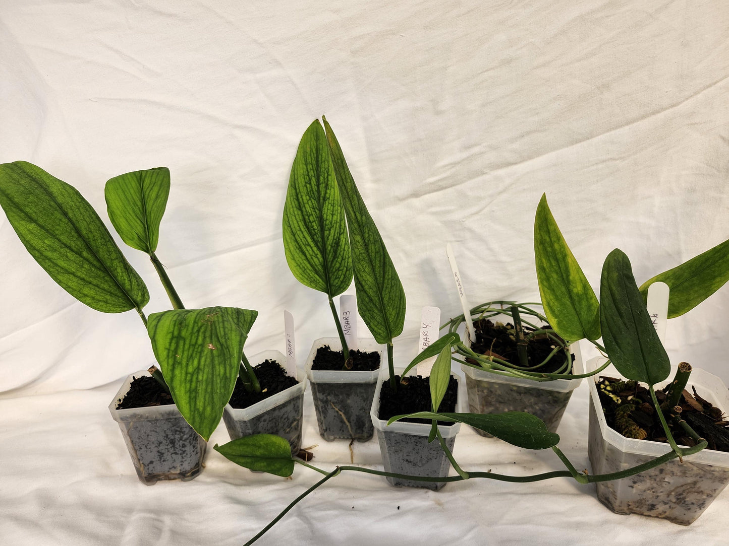 Monstera Barrieri