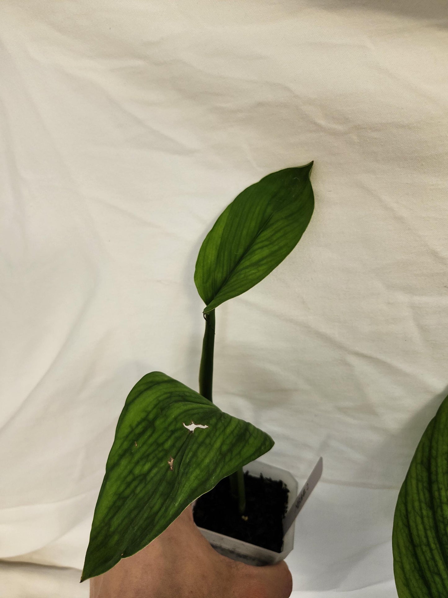 Monstera Barrieri