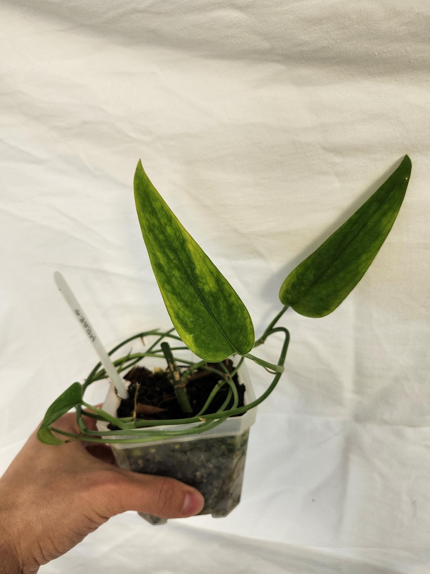 Monstera Barrieri