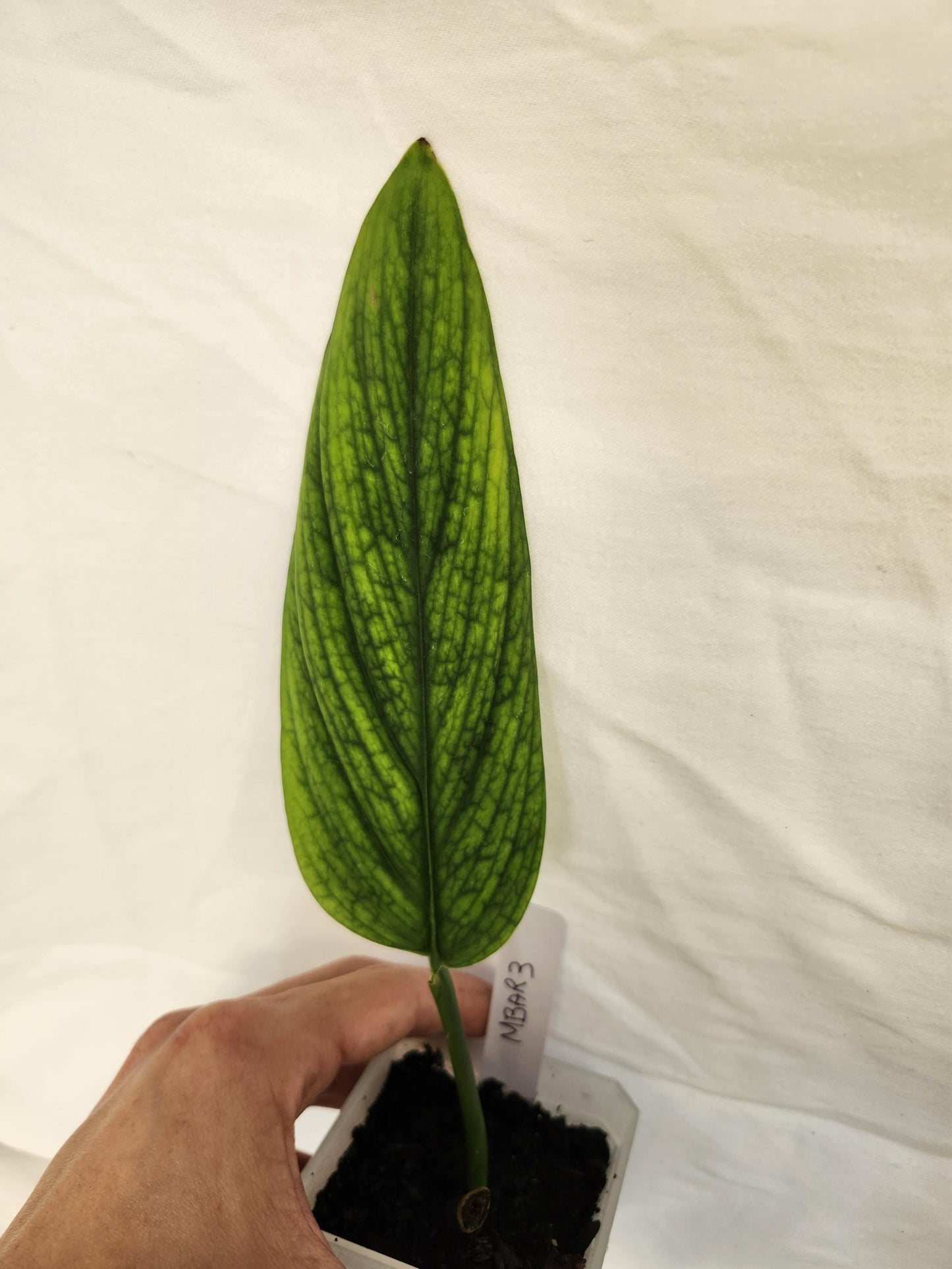 Monstera Barrieri