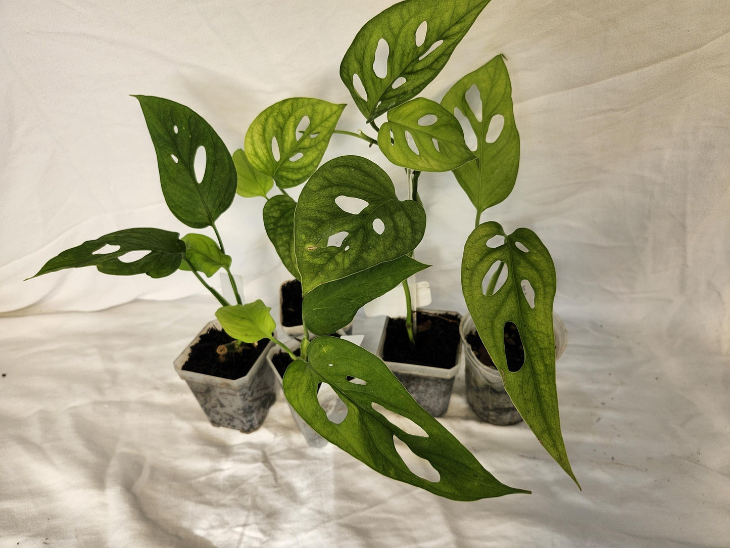 Monstera Obliqua Los Tayos