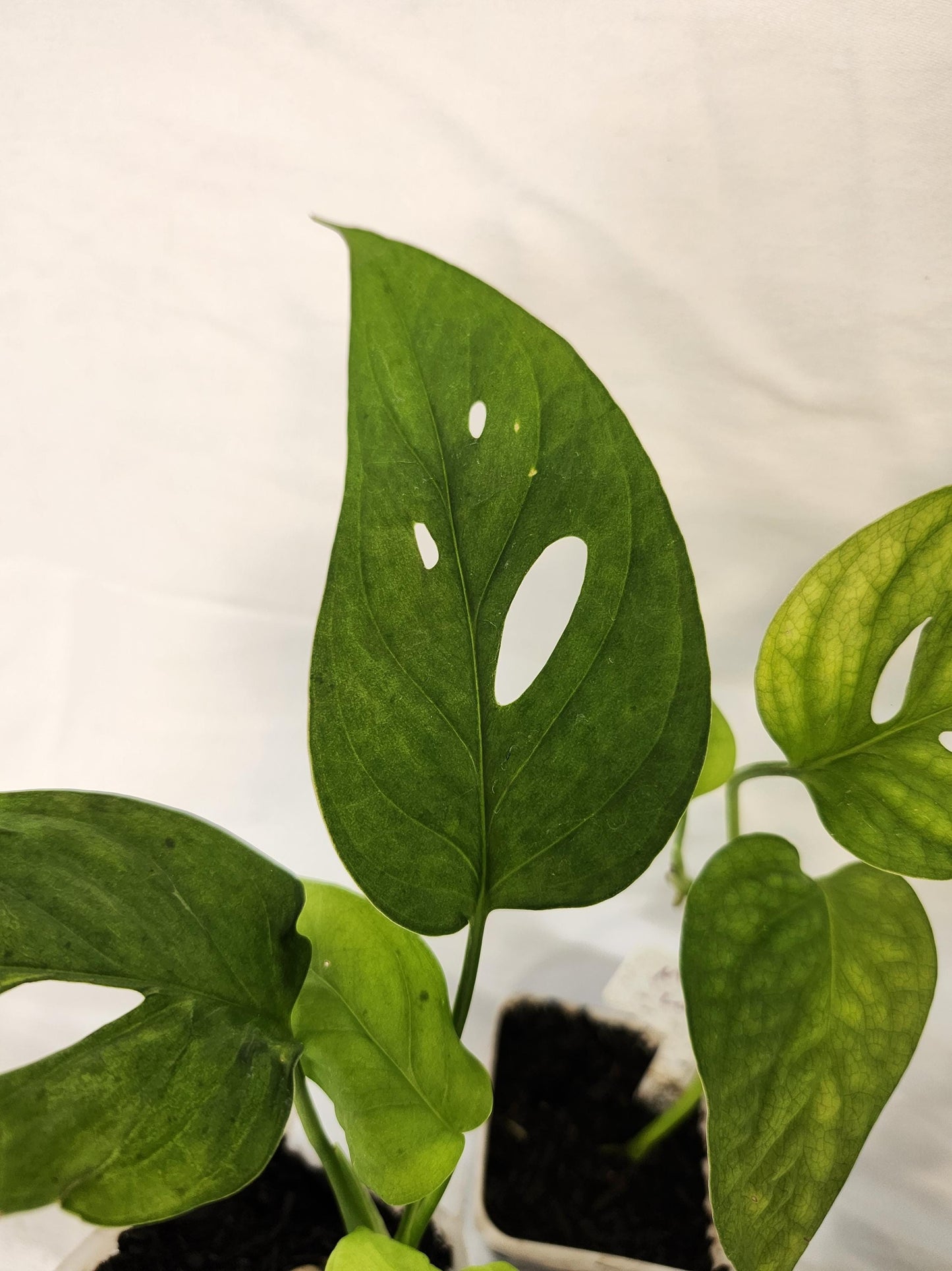 Monstera Obliqua Los Tayos