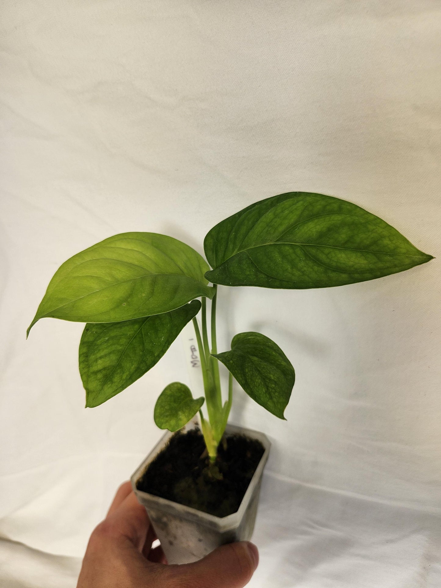 Monstera Obliqua Tamarindo