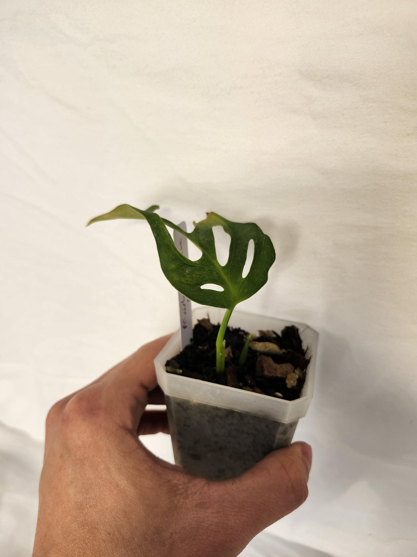 Monstera Obliqua Canelo