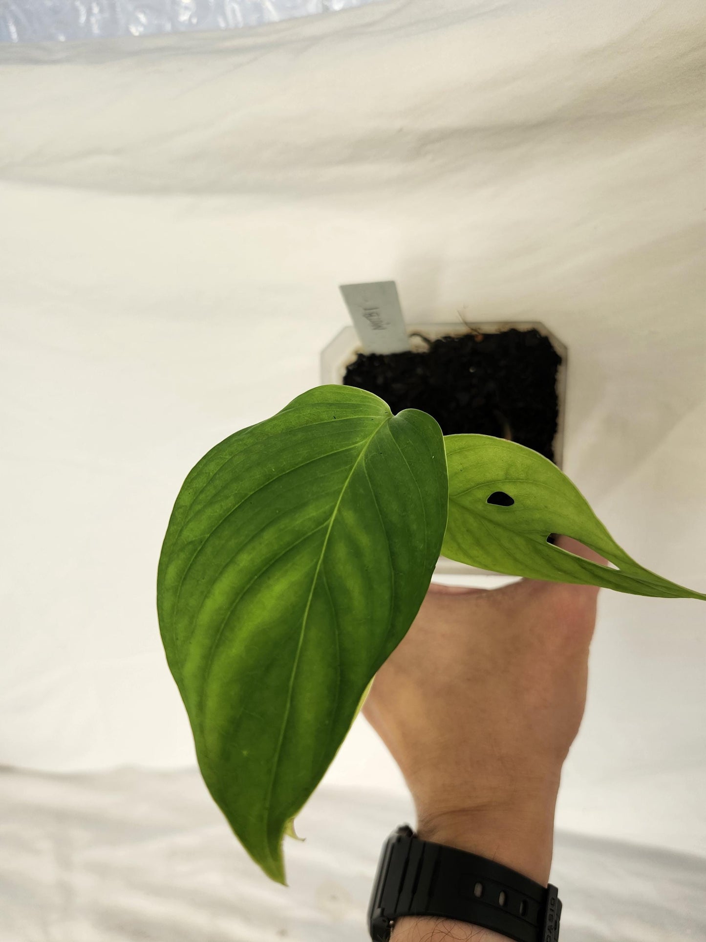 Monstera Obliqua Tambo