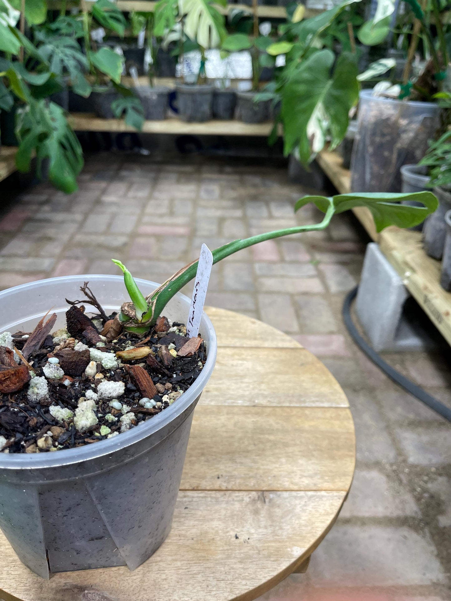 Monstera Tacanaensis - Extreemly Rare