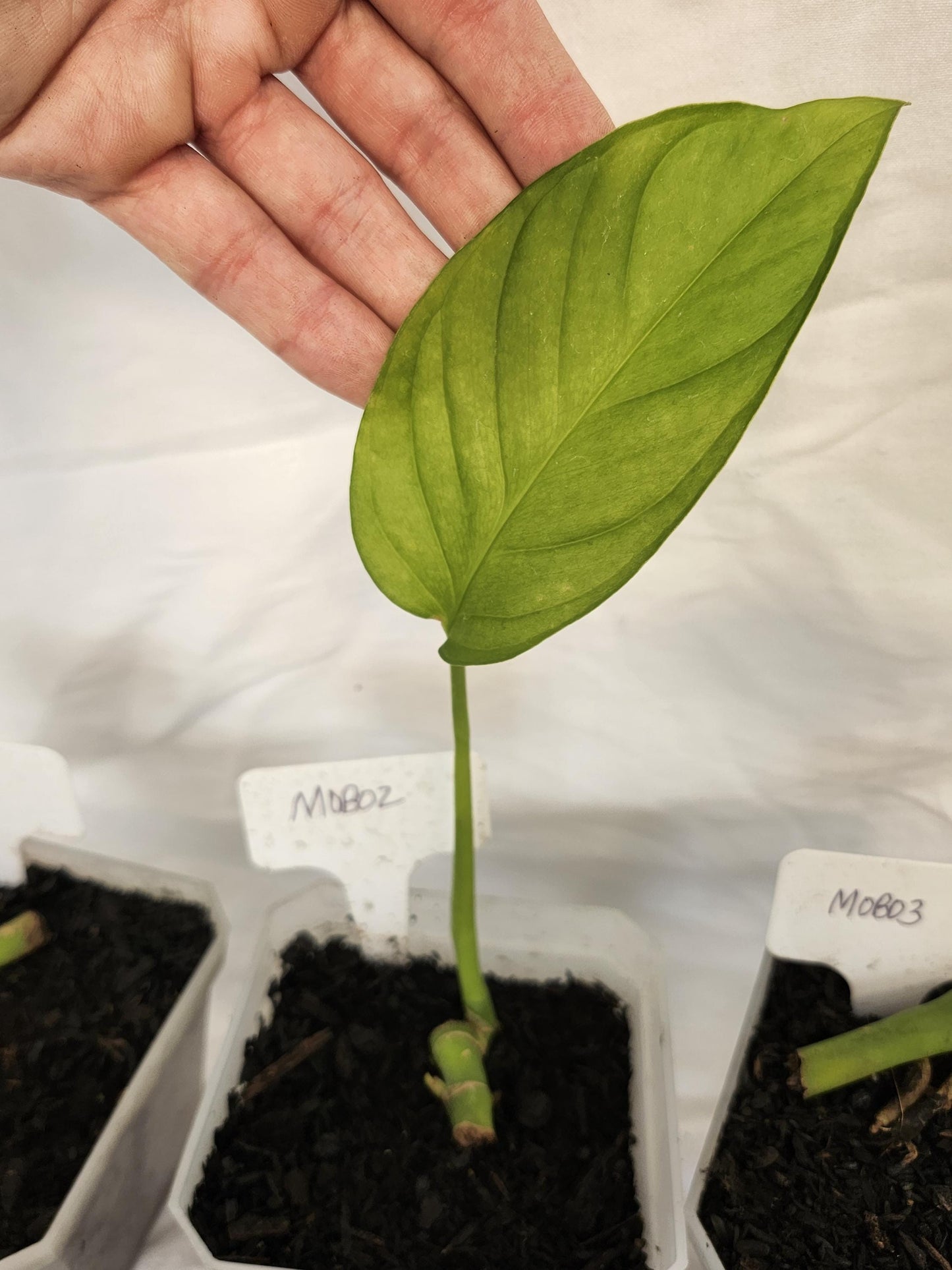 Monstera Obliqua Bomboiza