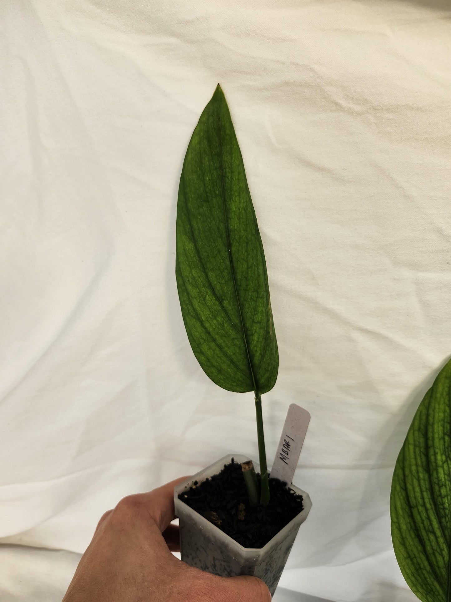 Monstera Barrieri