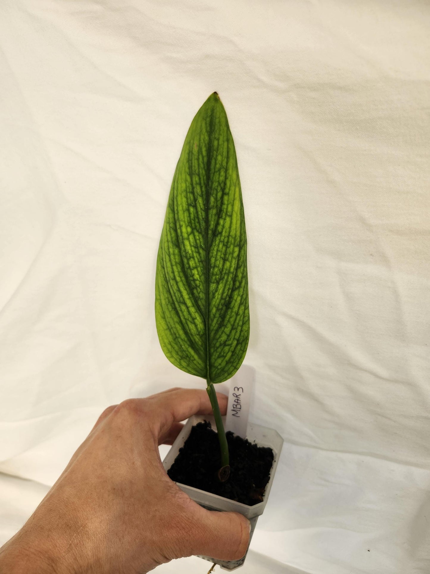 Monstera Barrieri