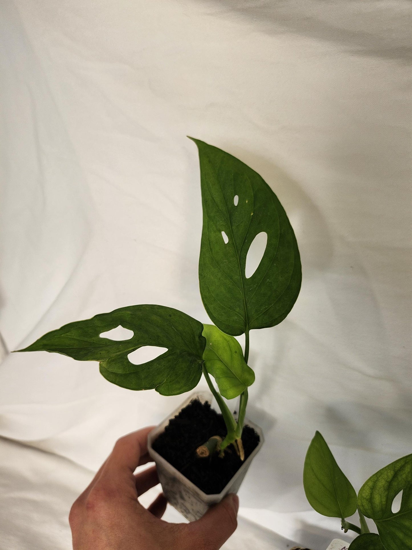 Monstera Obliqua Los Tayos