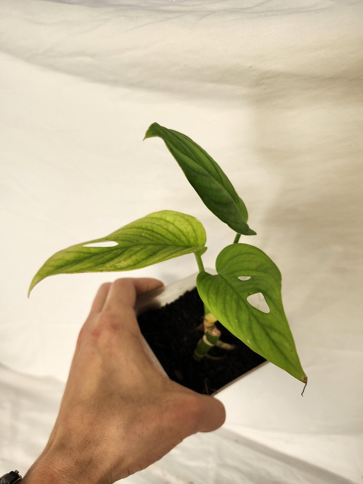 Monstera Obliqua Tambo