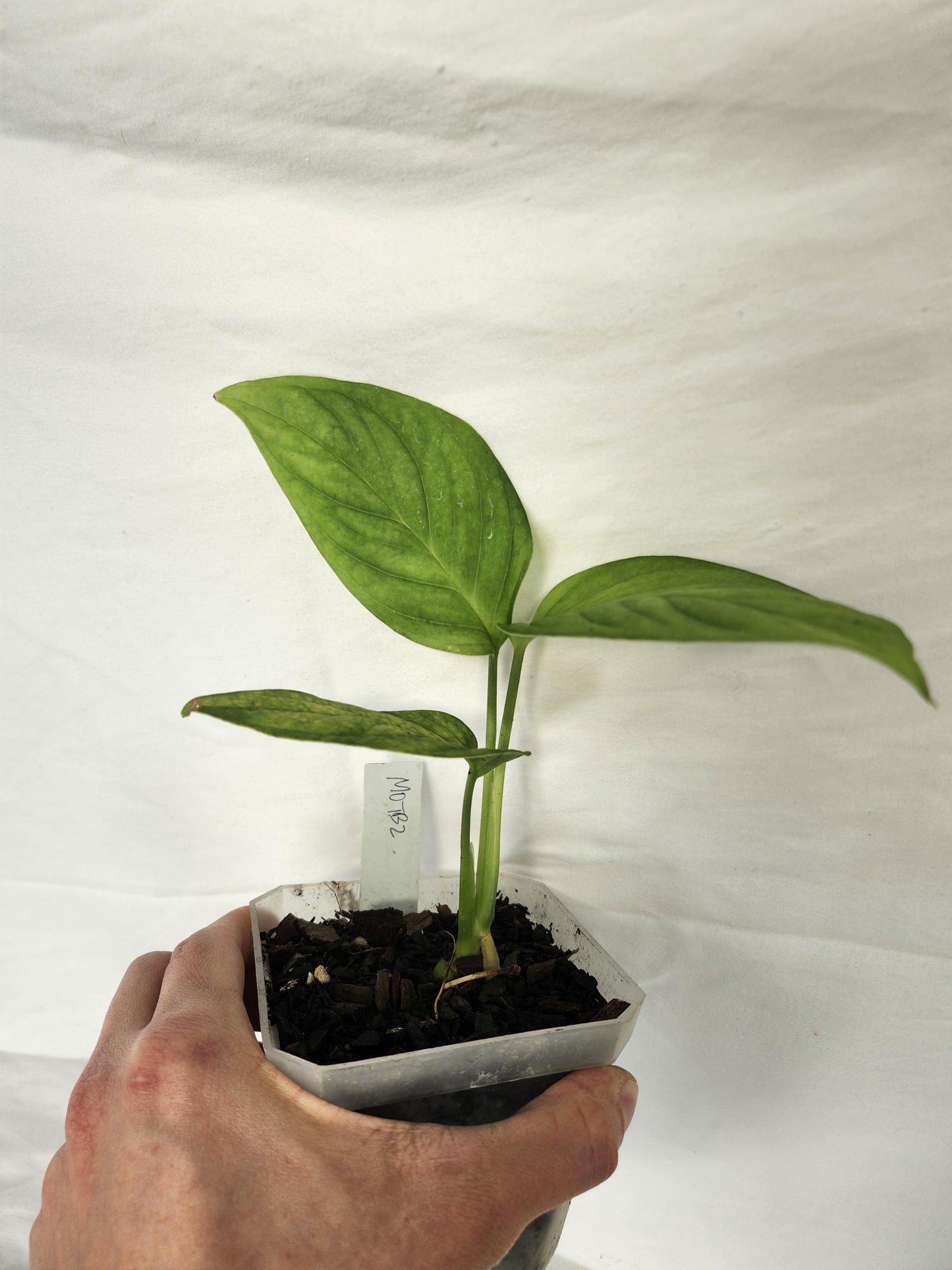 Monstera Obliqua Tambo