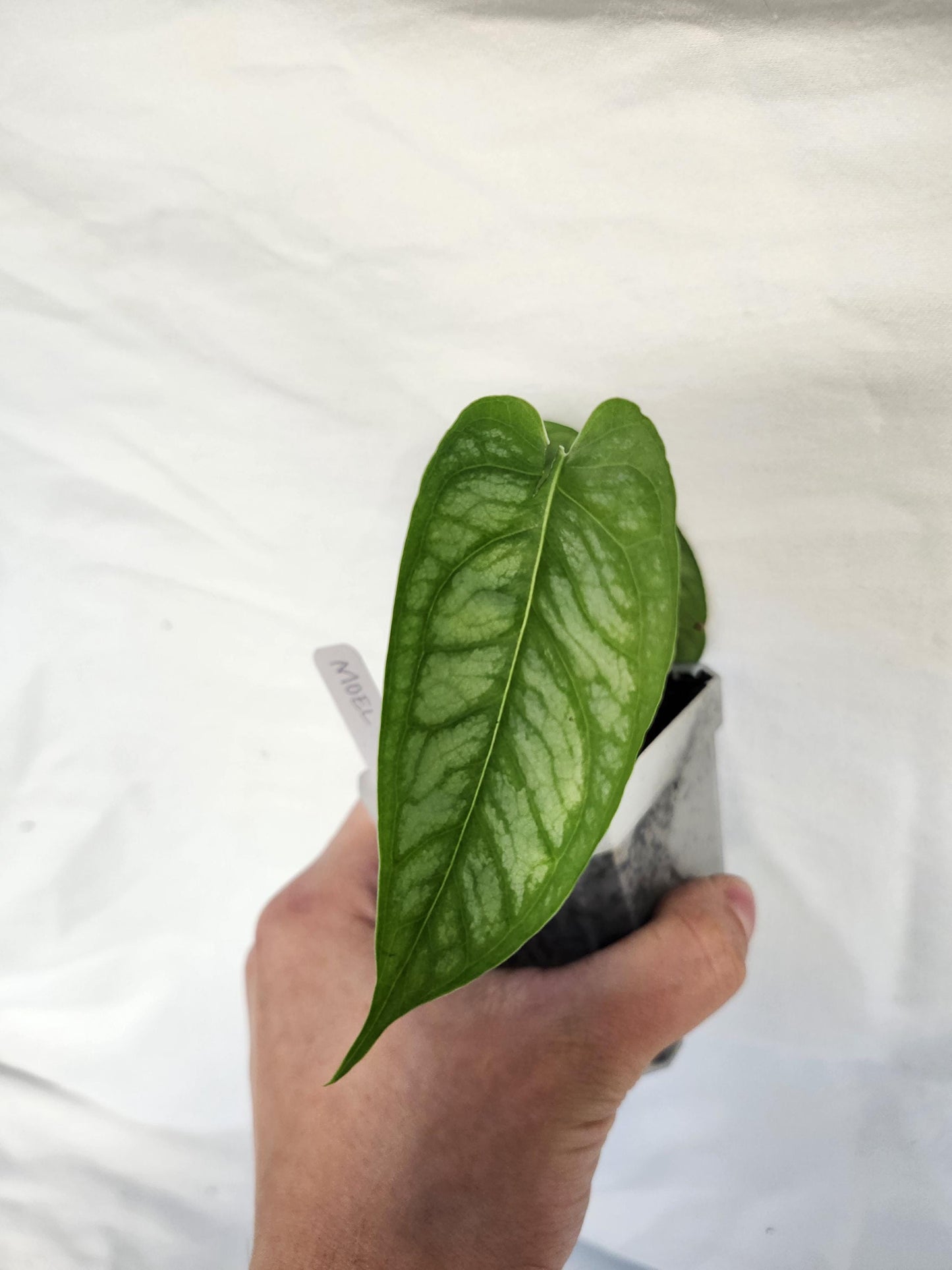 Monstera Siltepecana El Salvador