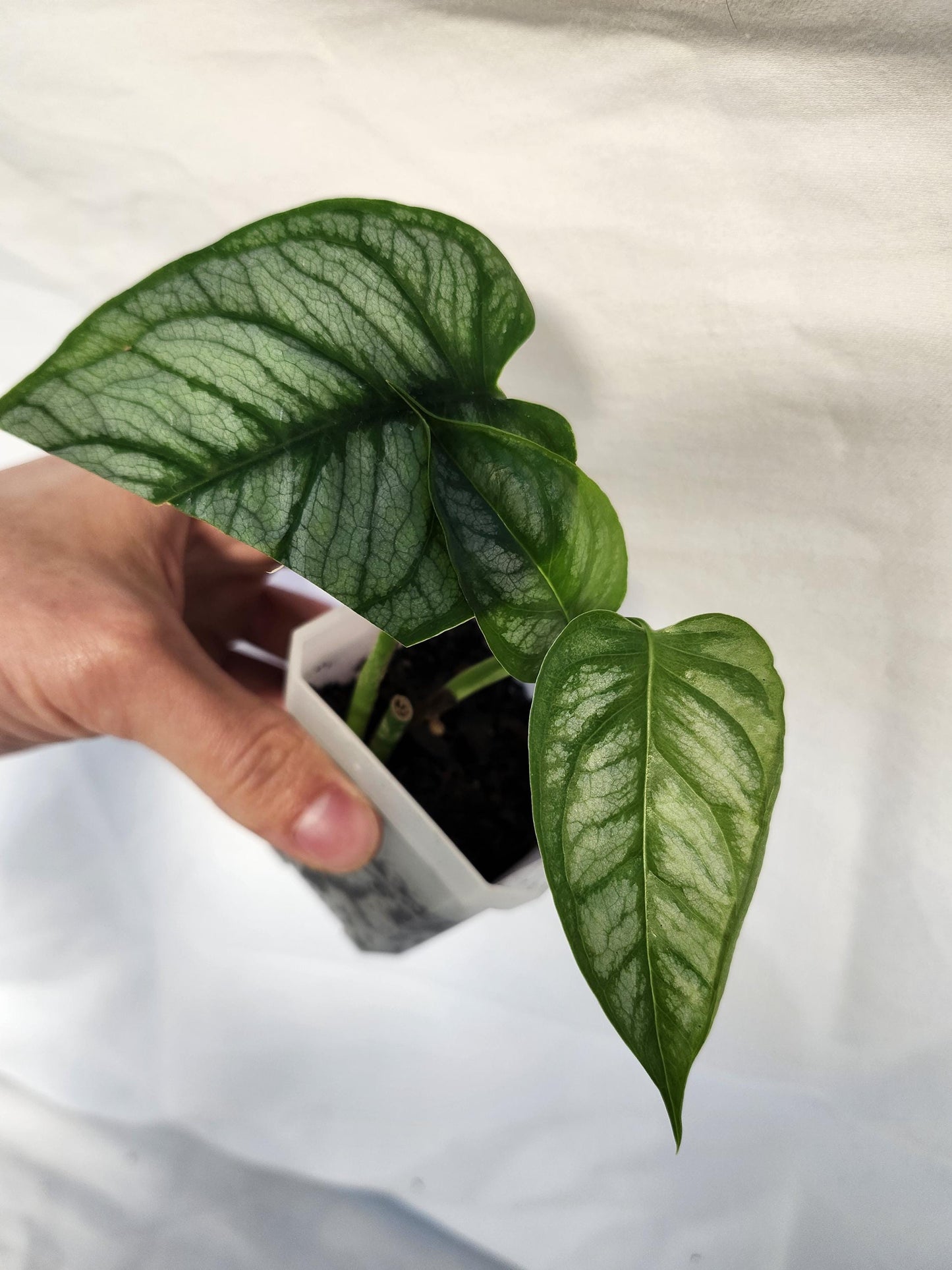 Monstera Siltepecana El Salvador