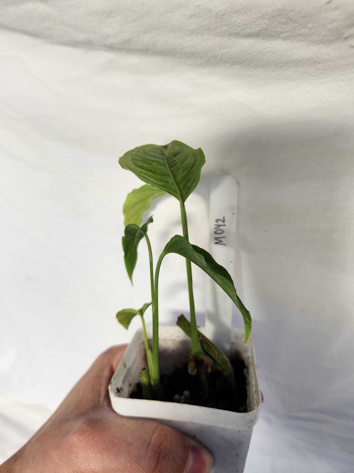 Monstera Obliqua Yasuni - Type 2