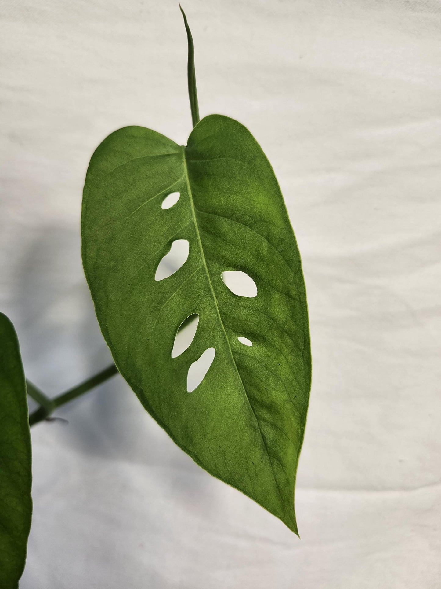 Monstera Sp Paradiso Costa Rica
