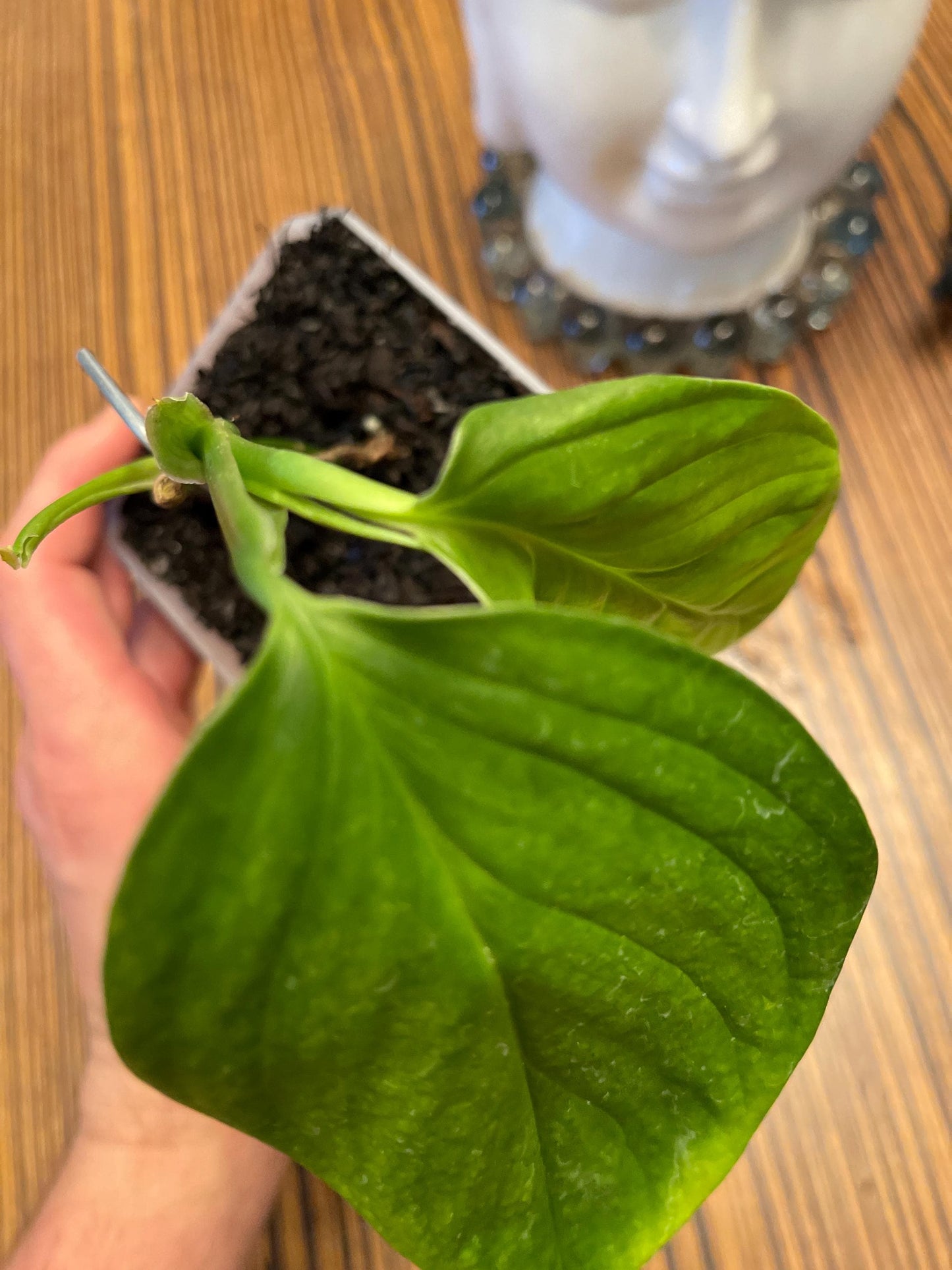 Monstera Xanthospatha
