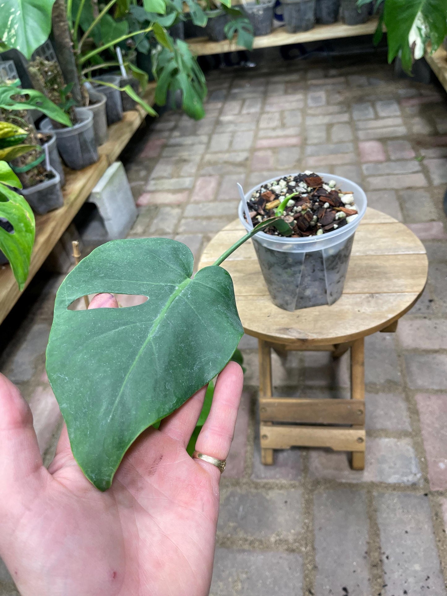 Monstera Tacanaensis - Extreemly Rare