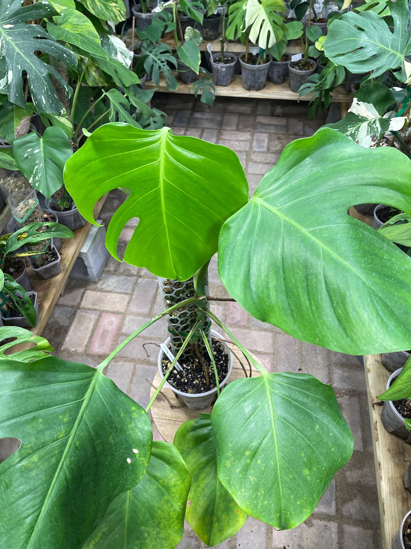 Monstera Deliciosa - Mexican Clone